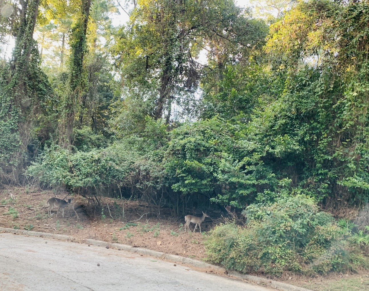 3007 Willowbend Road Property Photo 41