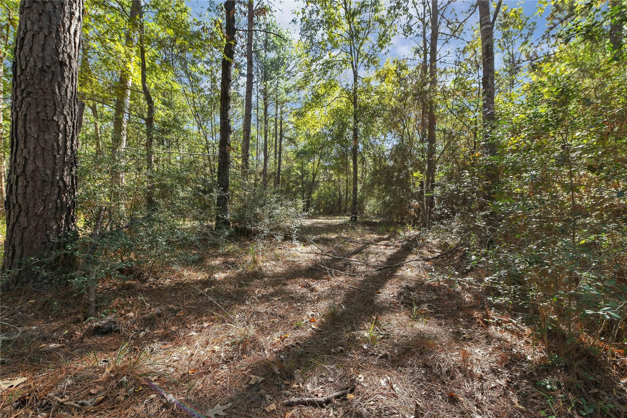 695 Piney Trail Property Photo 3