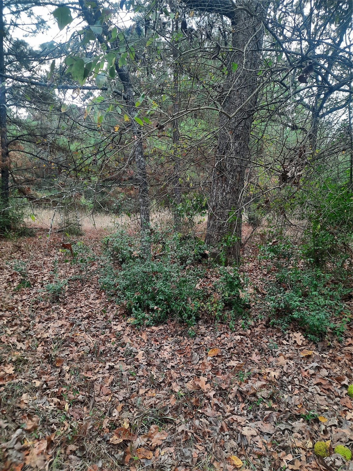 2900 County Road 3390 Property Photo 15