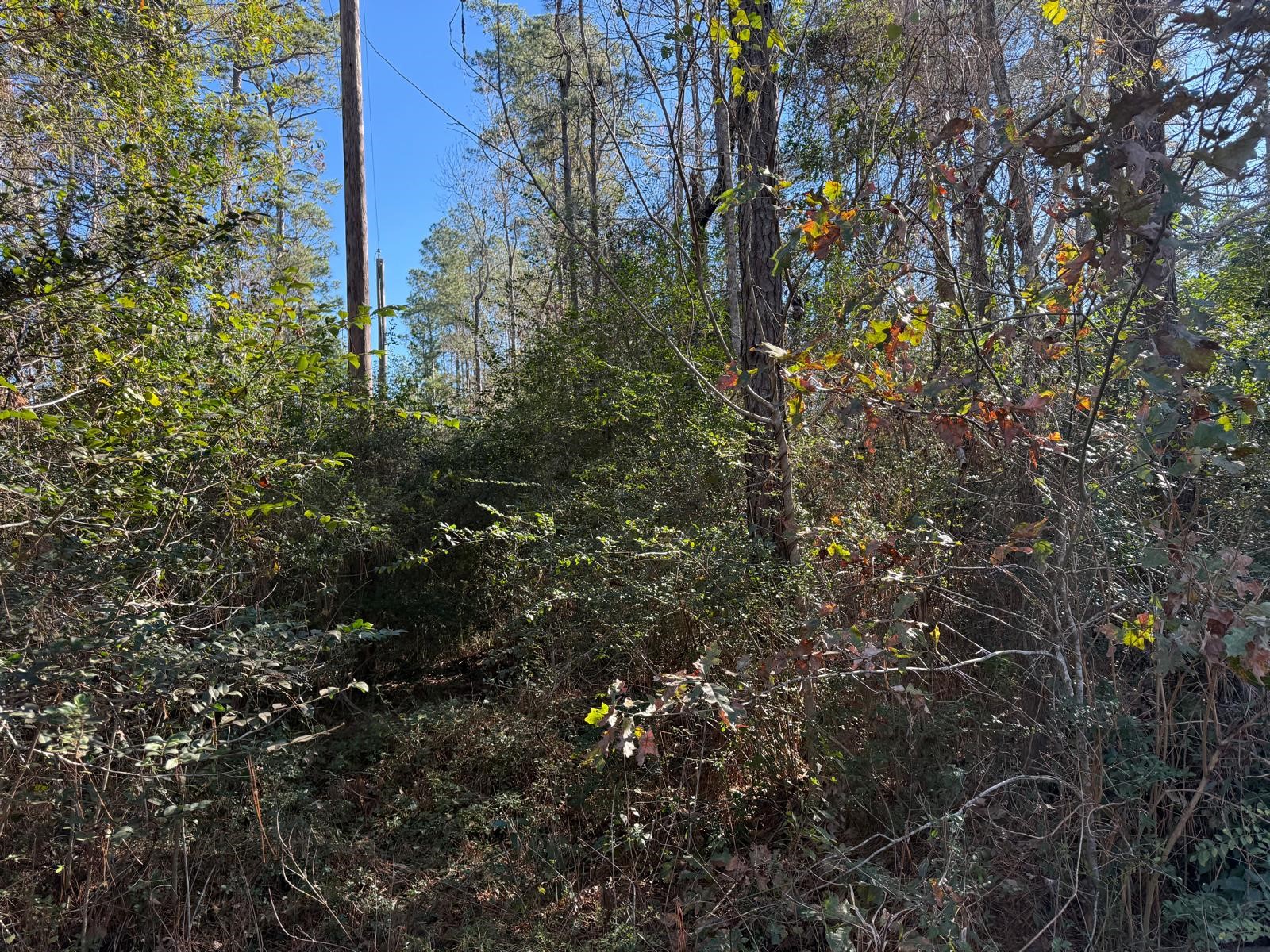 0 Shady Lane Property Photo 2