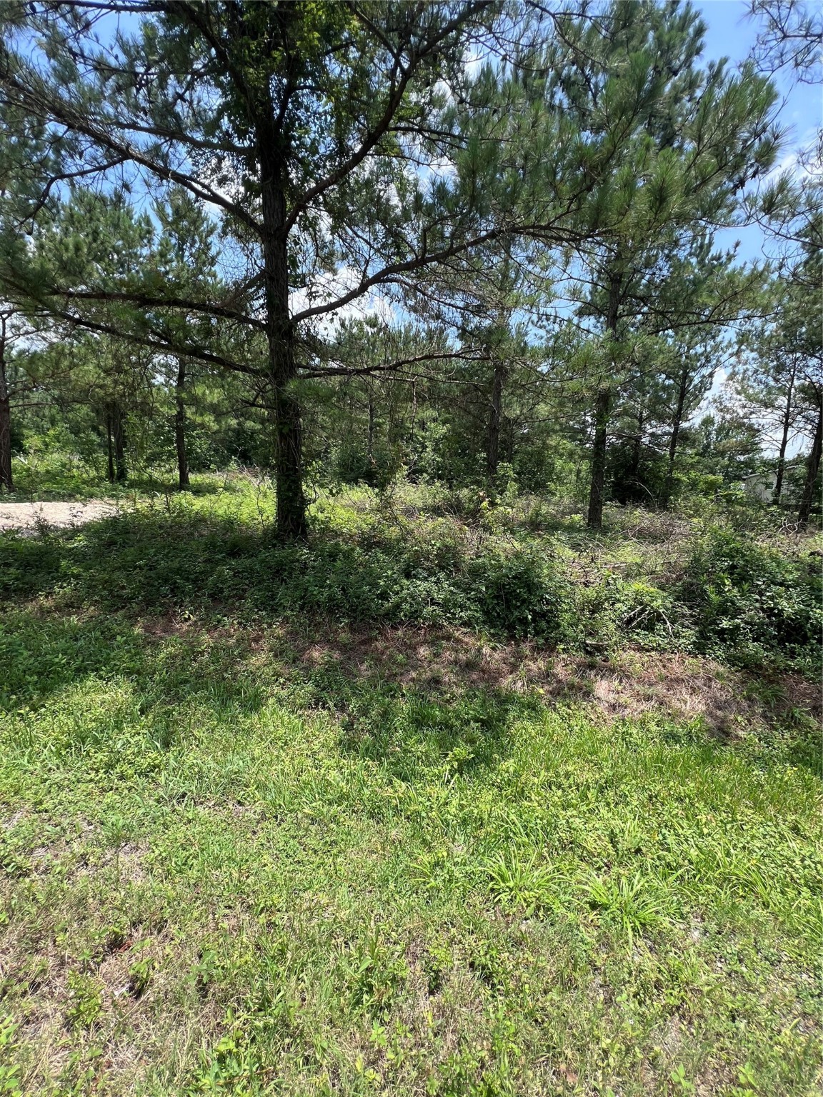 175 County Road 4873 Property Photo 6
