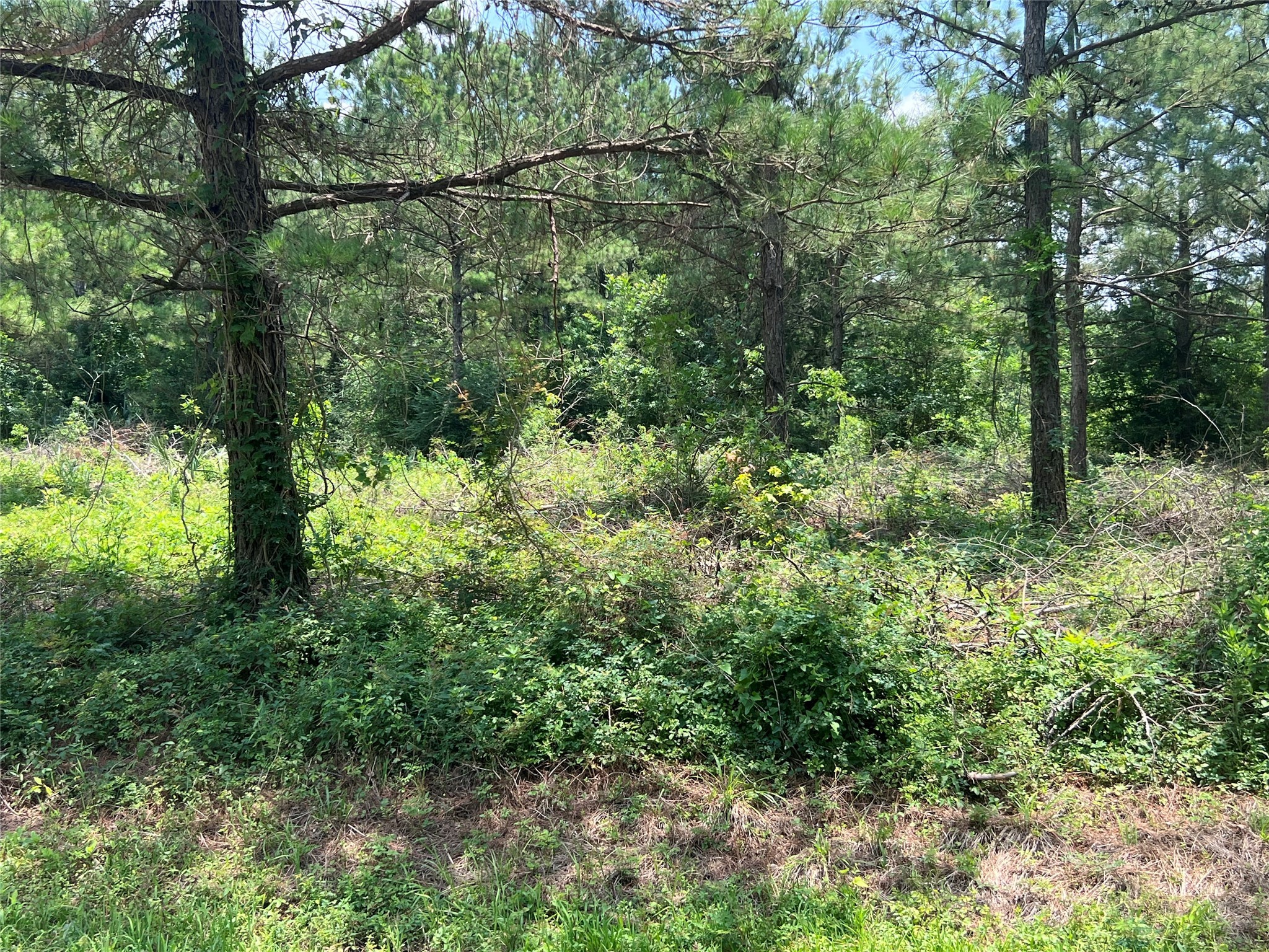 175 County Road 4873 Property Photo 7