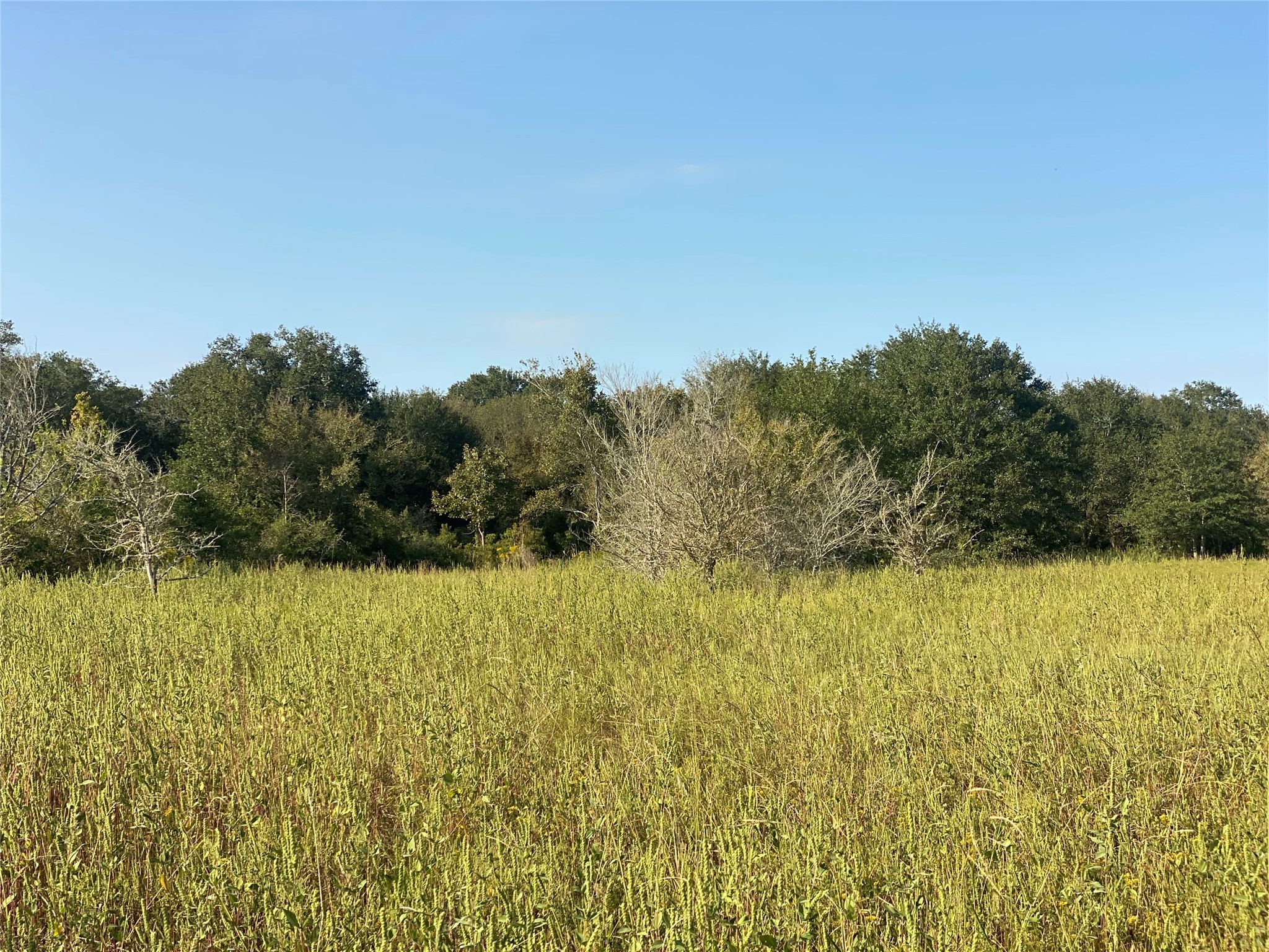 8 Acres County Road 229 Property Photo 1