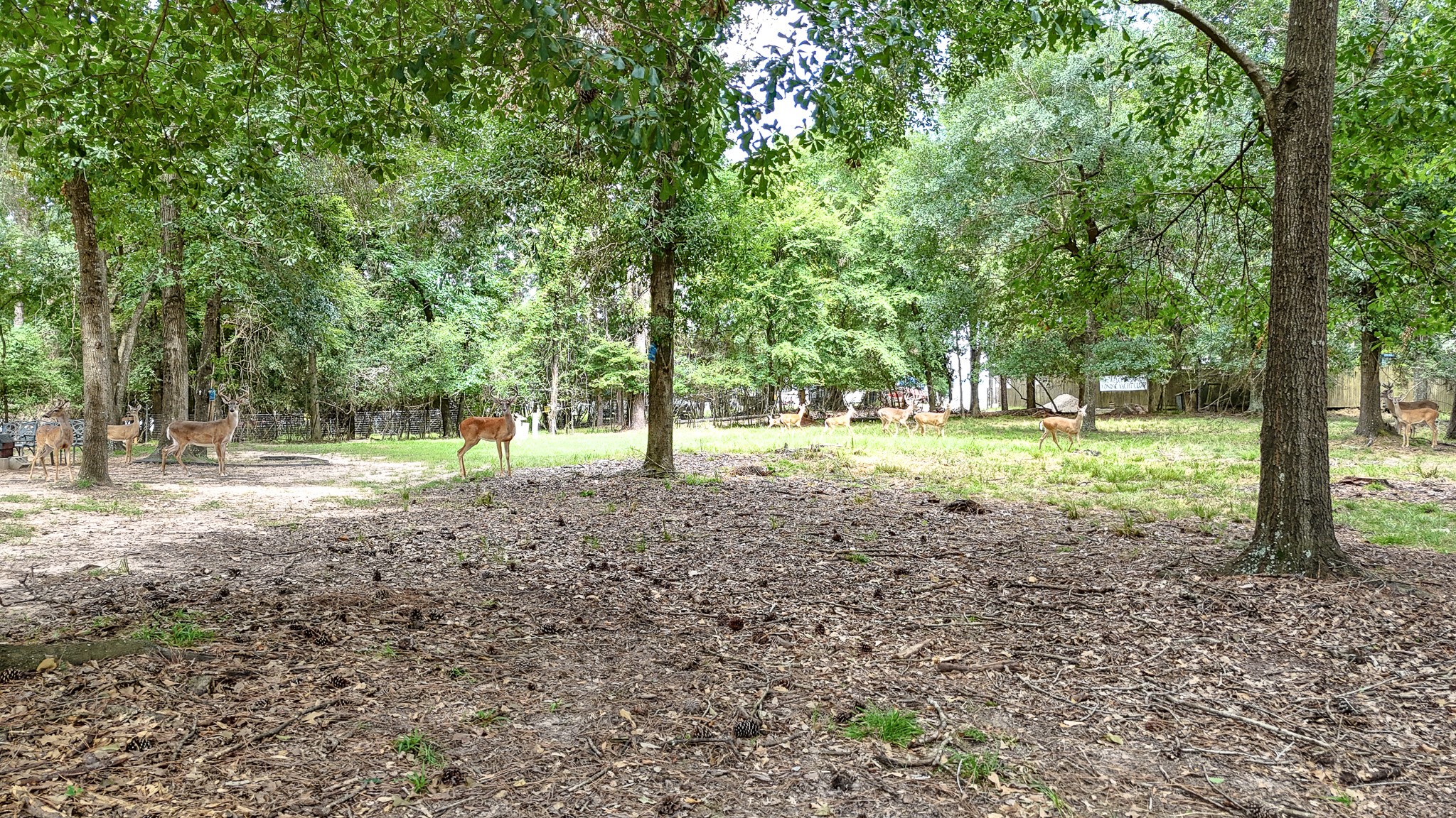 2806 Sunburst Lane Property Photo 21