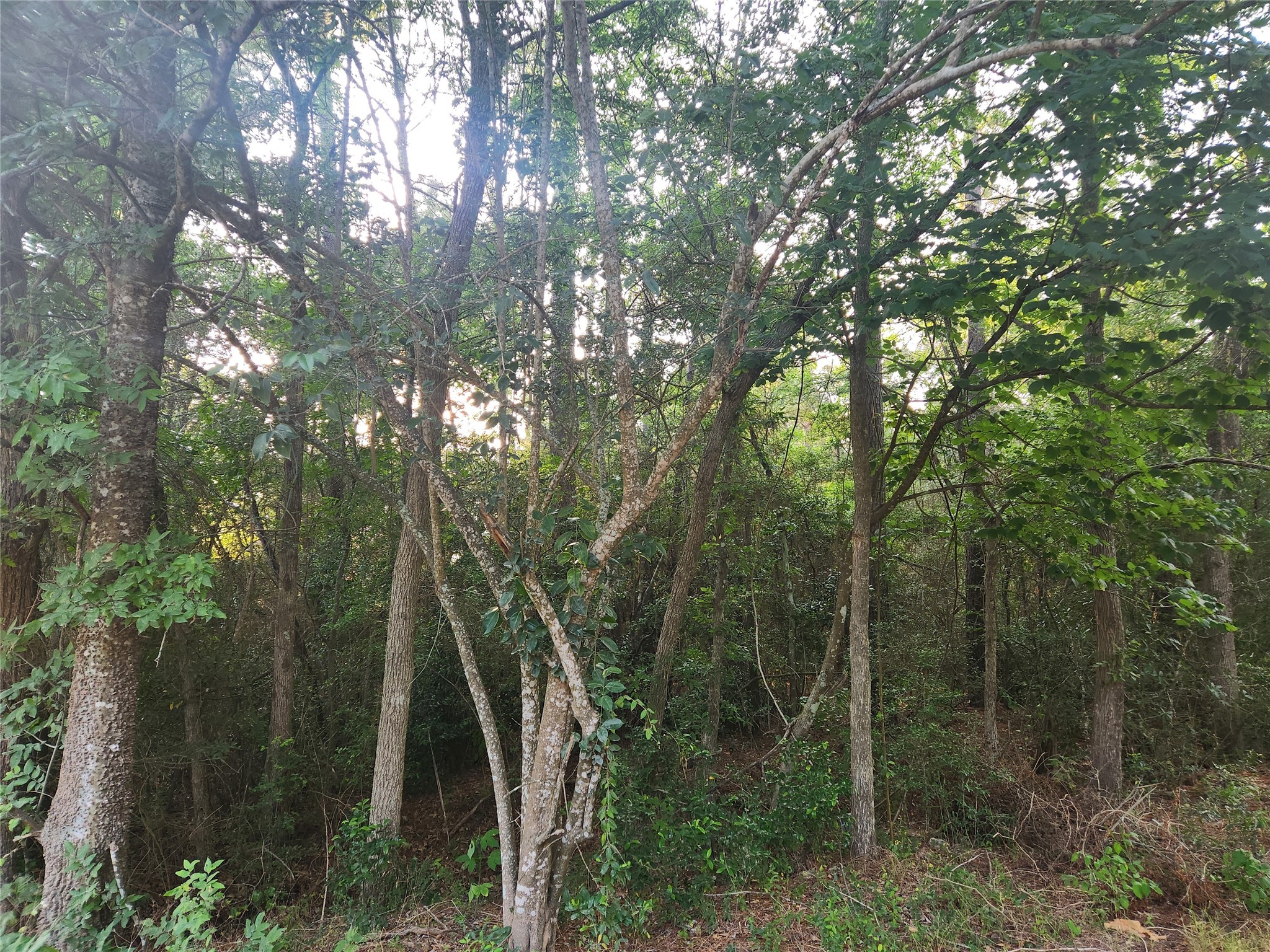 Lot 16 Weeping Willow Lane Property Photo 1