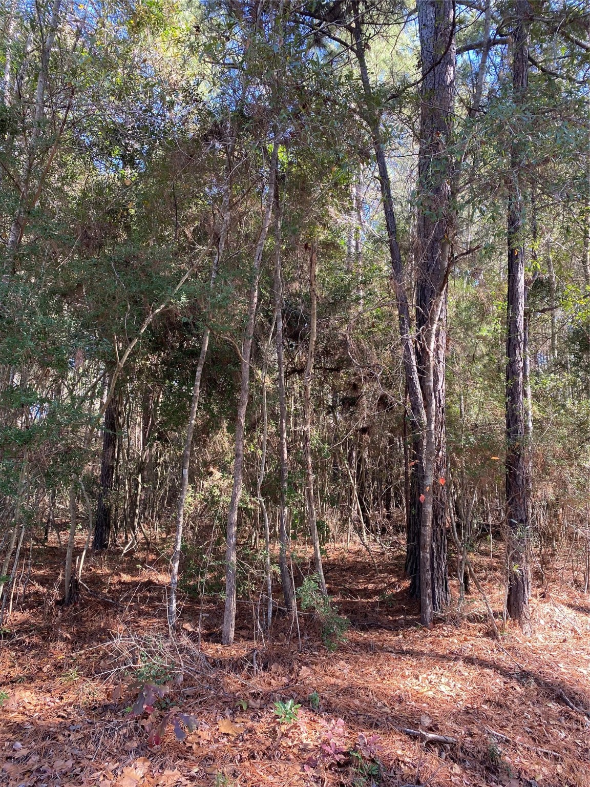 6442 Fm-3065 Property Photo 4