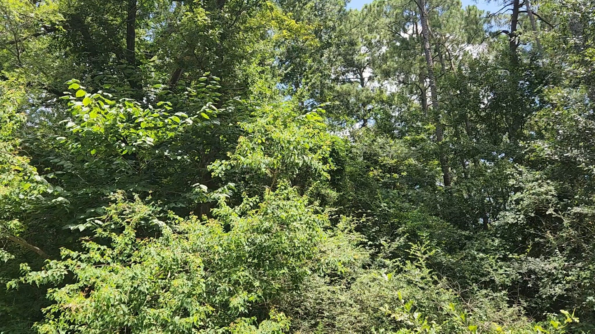 Tbd Terri Lane Property Photo 36