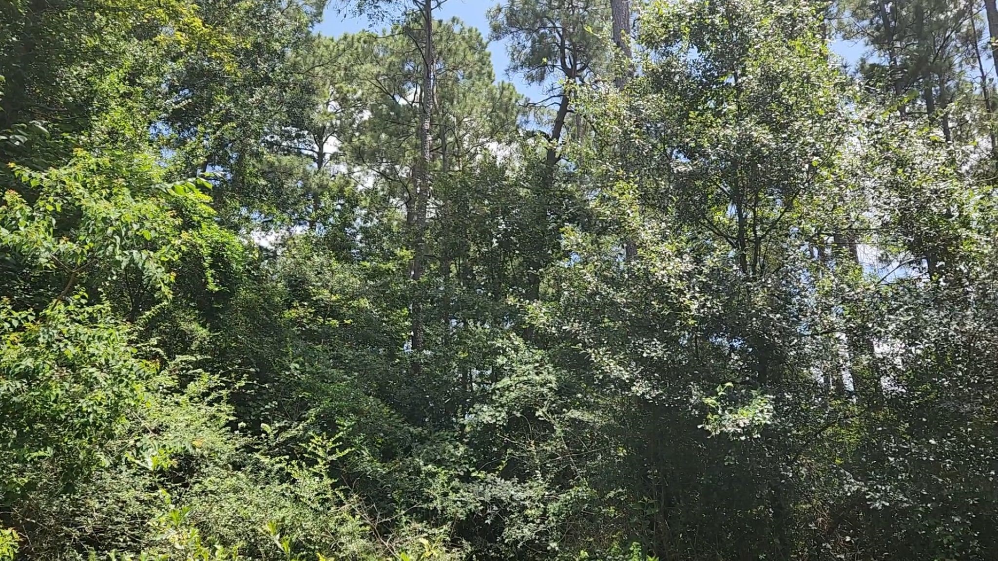 Tbd Terri Lane Property Photo 38