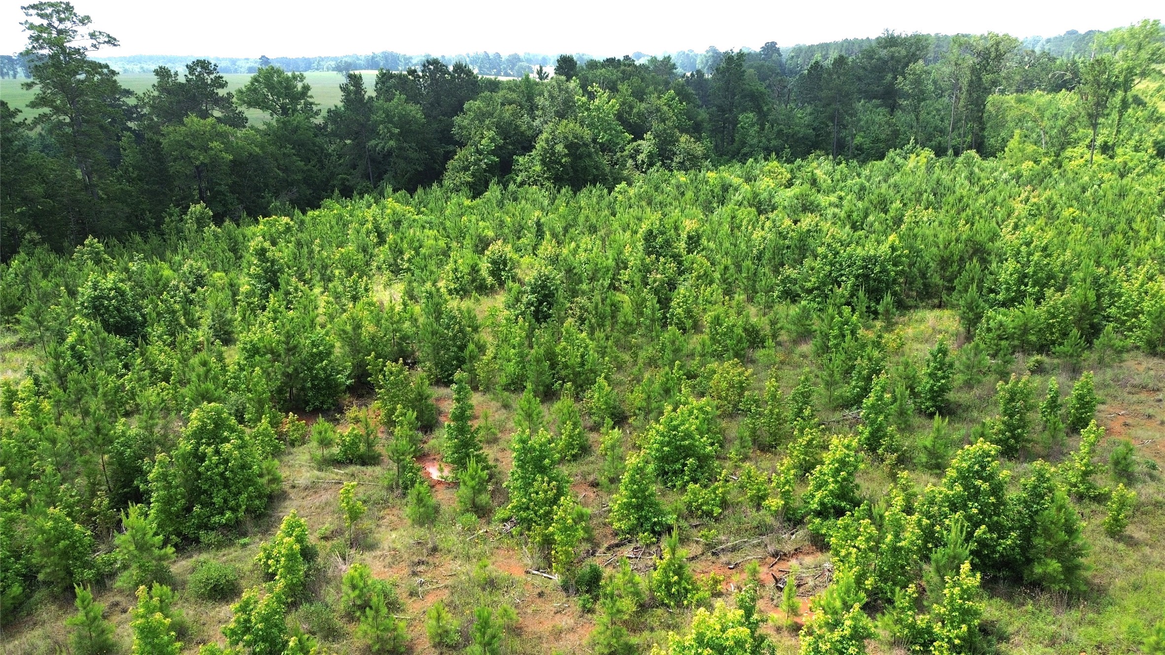 Tbd County Road 1830 Property Photo 18