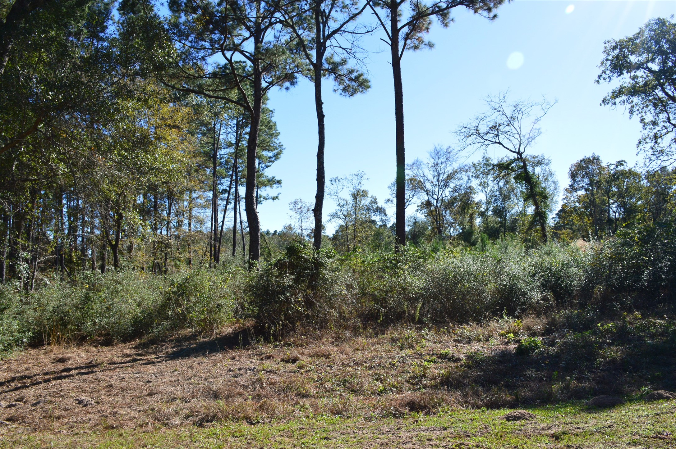 Tract #2 County Road 302 Property Photo 6