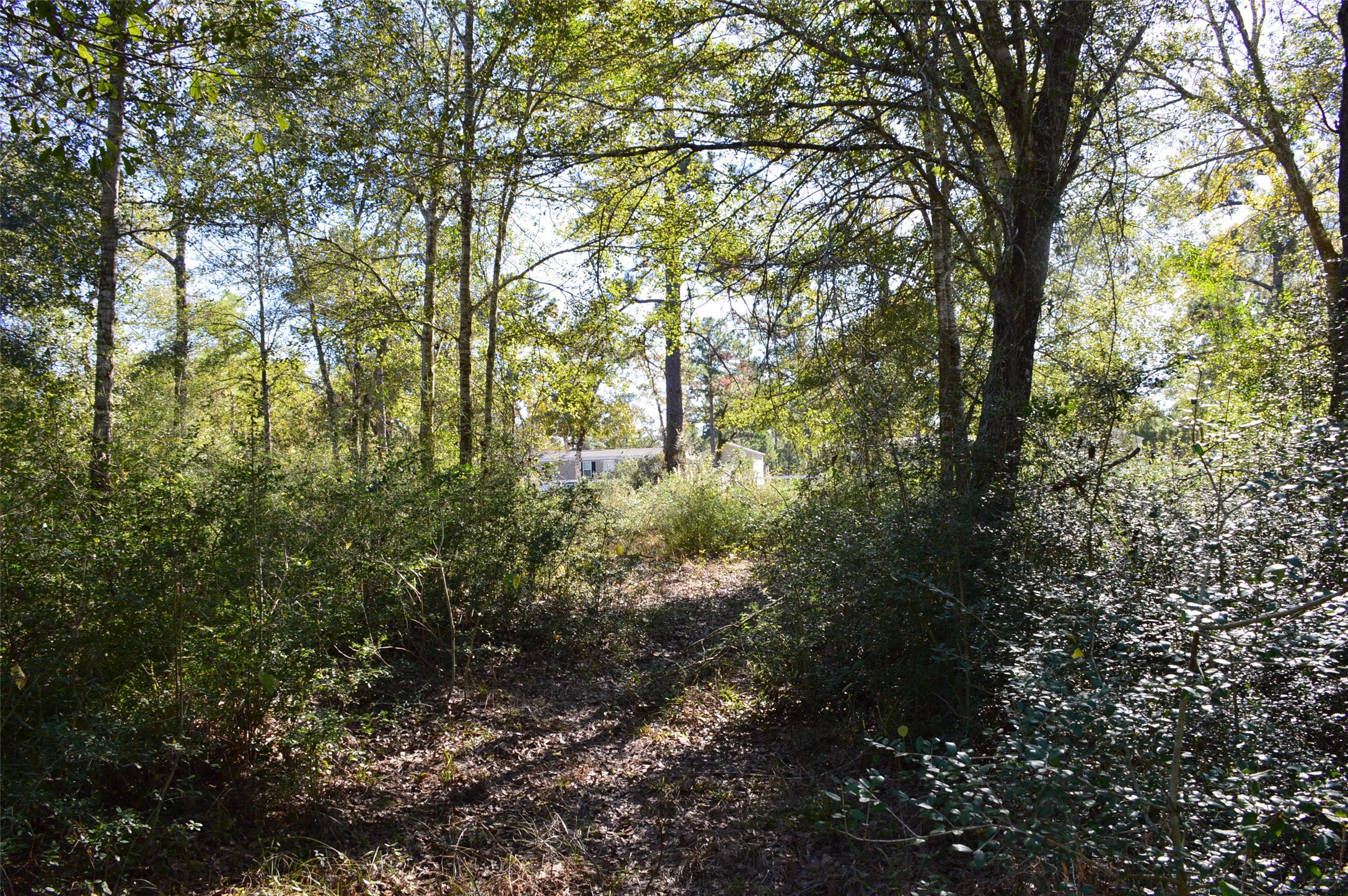 Tract #2 County Road 302 Property Photo 17