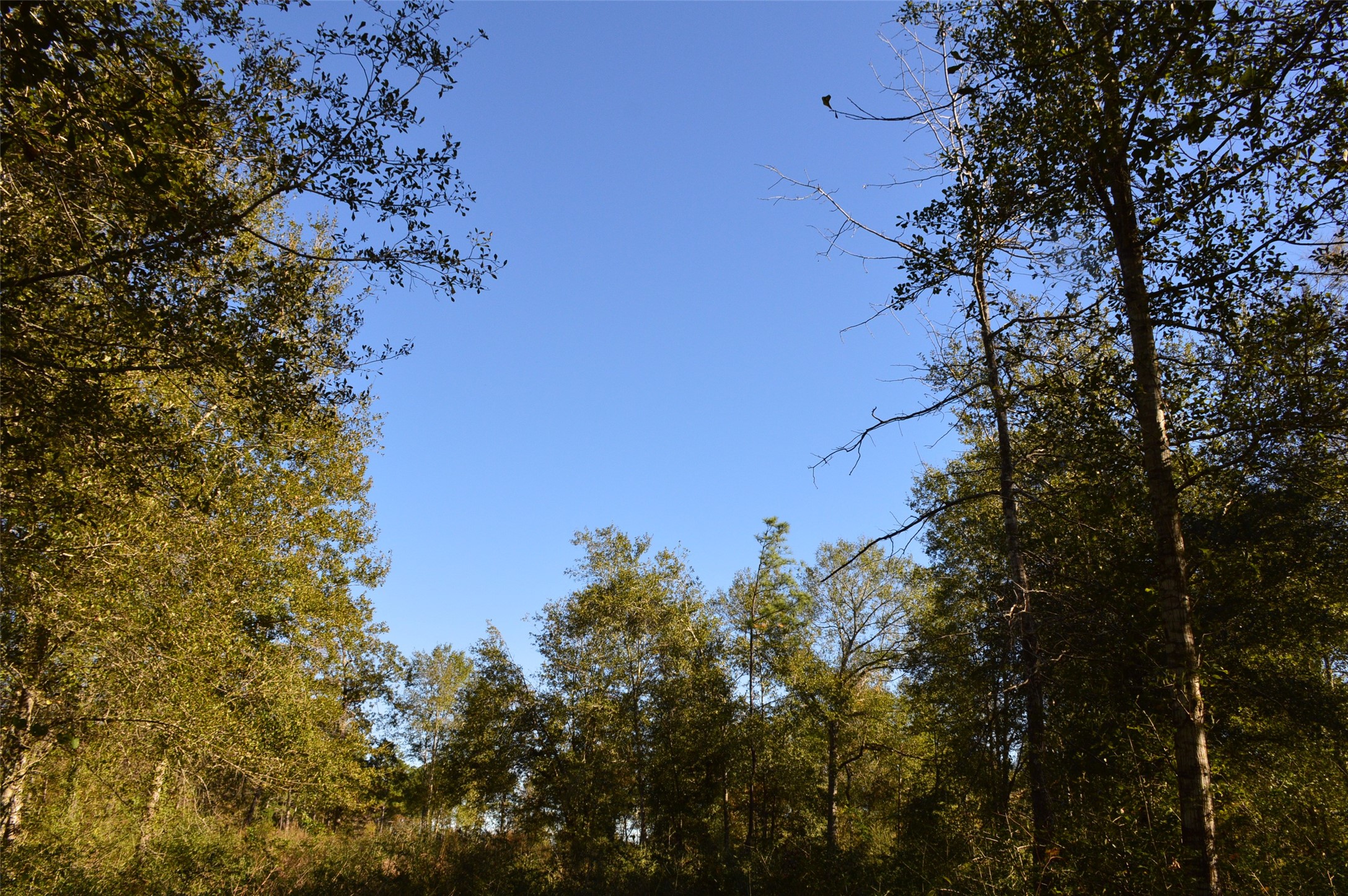 Tract #2 County Road 302 Property Photo 18