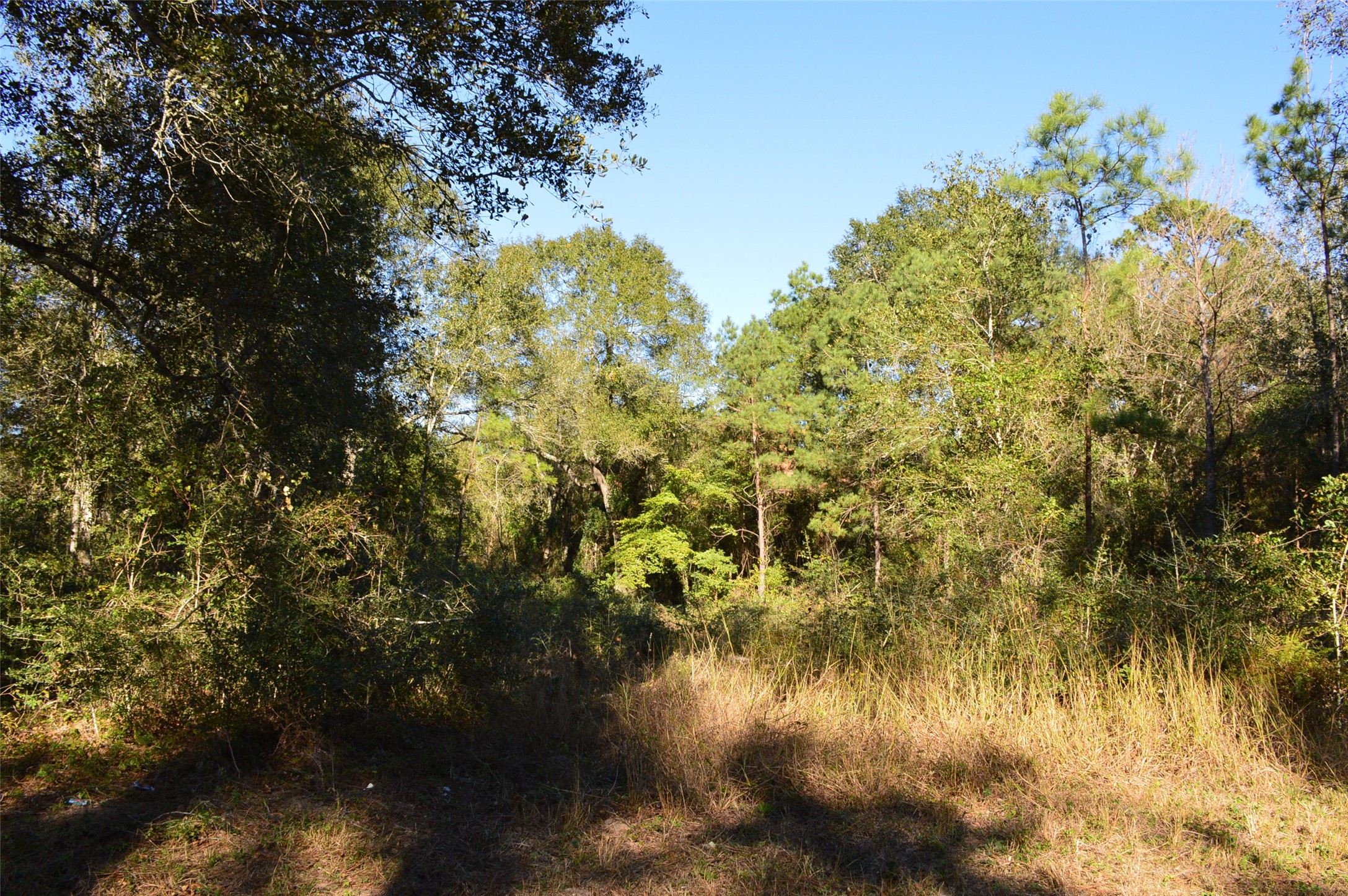 Tract #2 County Road 302 Property Photo 25