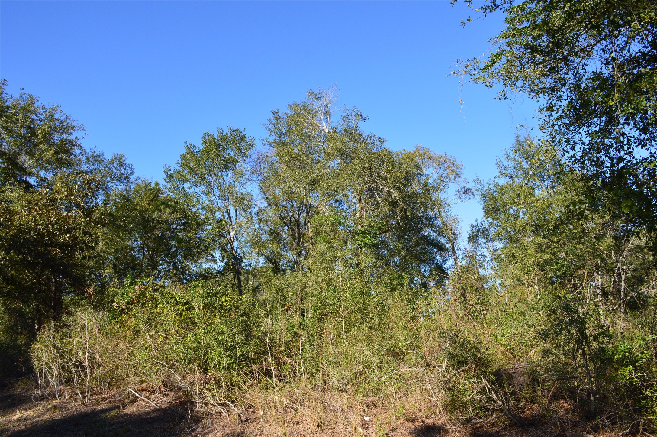 Tract #2 County Road 302 Property Photo 27