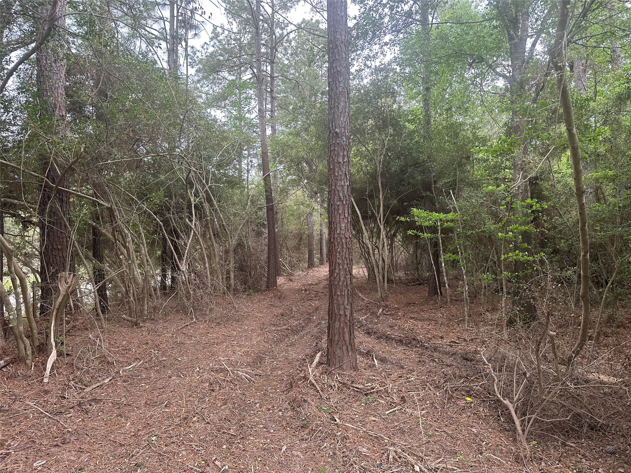 Tbd Cr 3114 Property Photo 4
