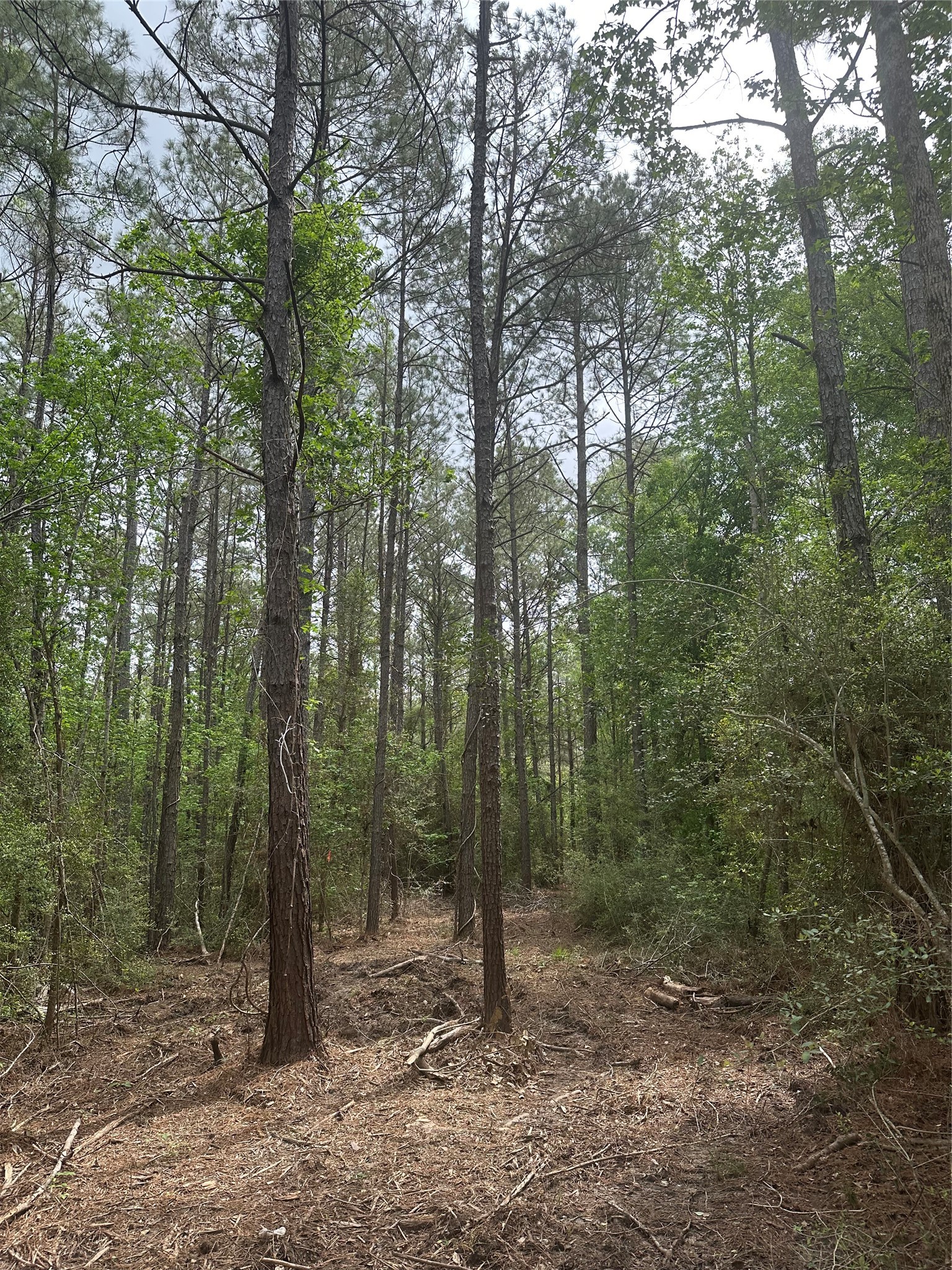 Tbd Cr 3114 Property Photo 7