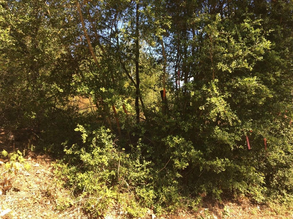 Tbd State Hwy 294 Property Photo 4