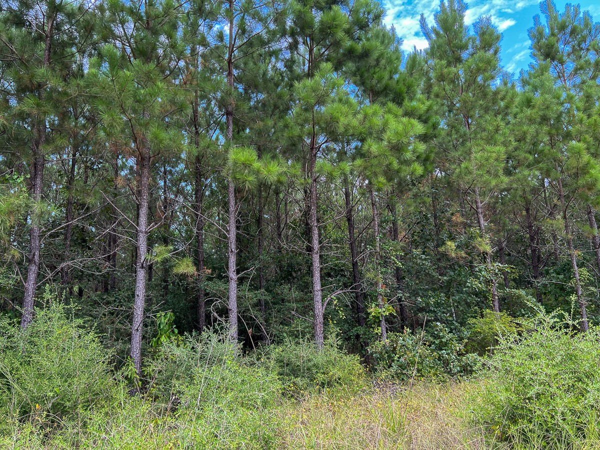37 Highway 94 Road Property Photo 6