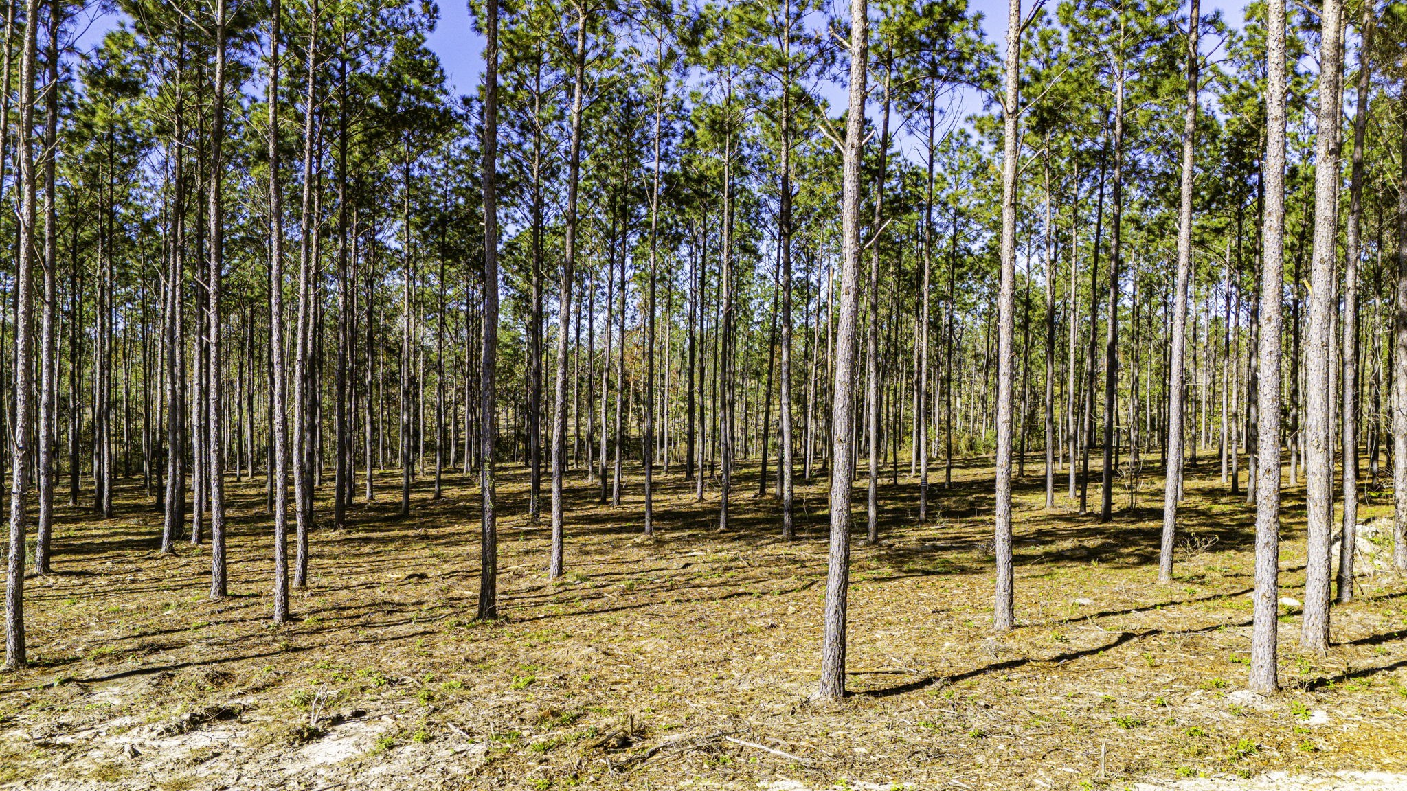 0013 Big Buck Drive Property Photo 1