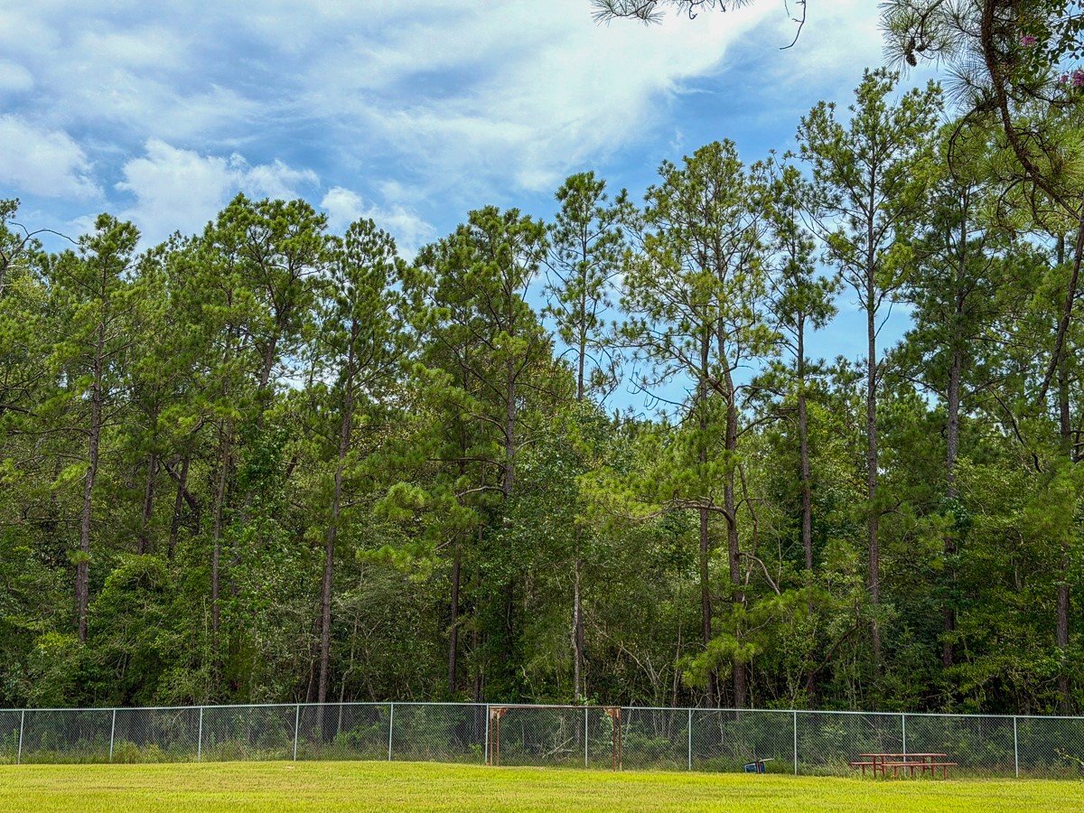 0 Pine Tree Lane Property Photo 6