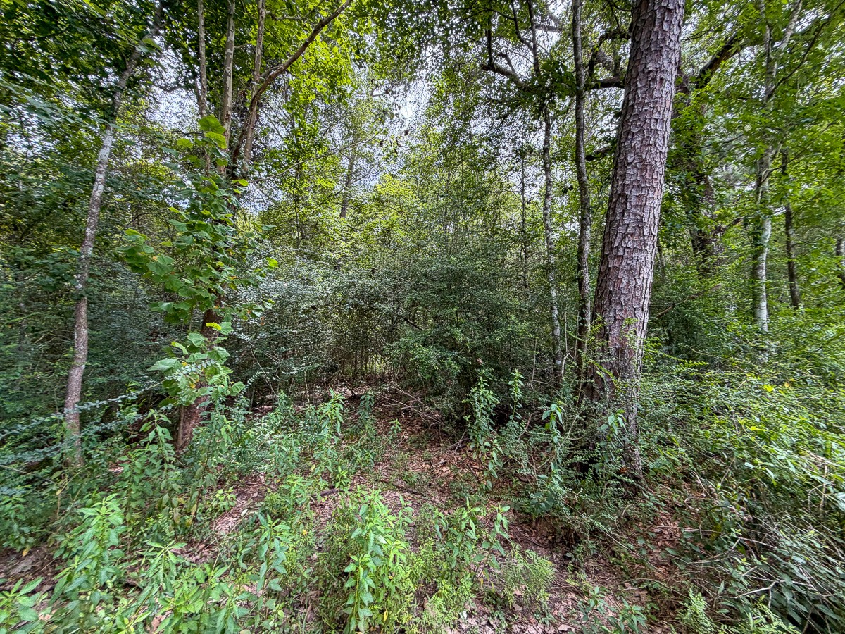 0 Pine Tree Lane Property Photo 7