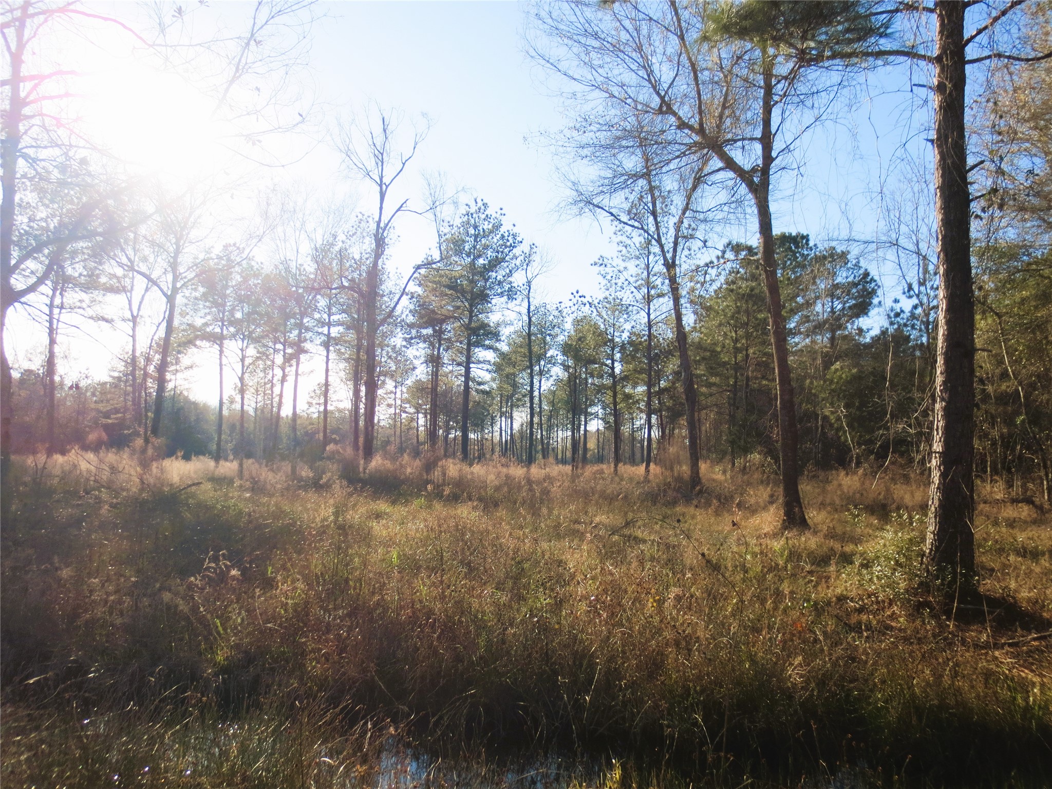 12 Acres Off W Relza Rd Property Photo 4