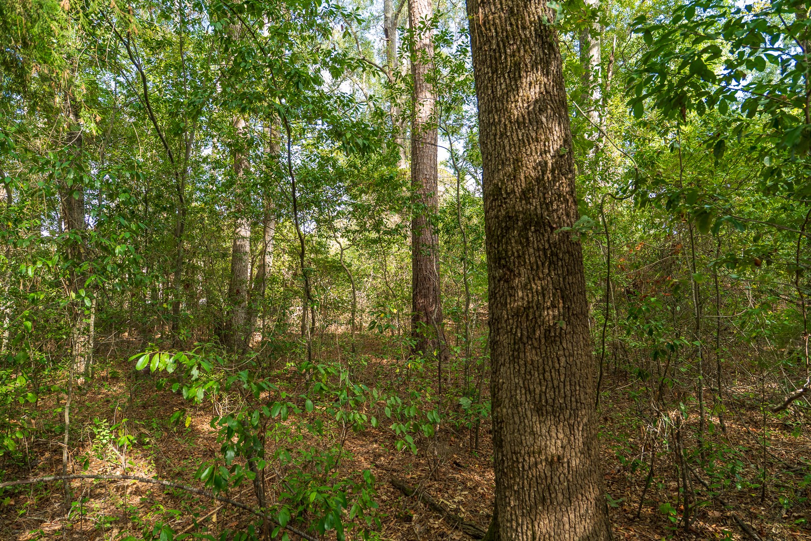 Tbd Fm-343 Property Photo 10