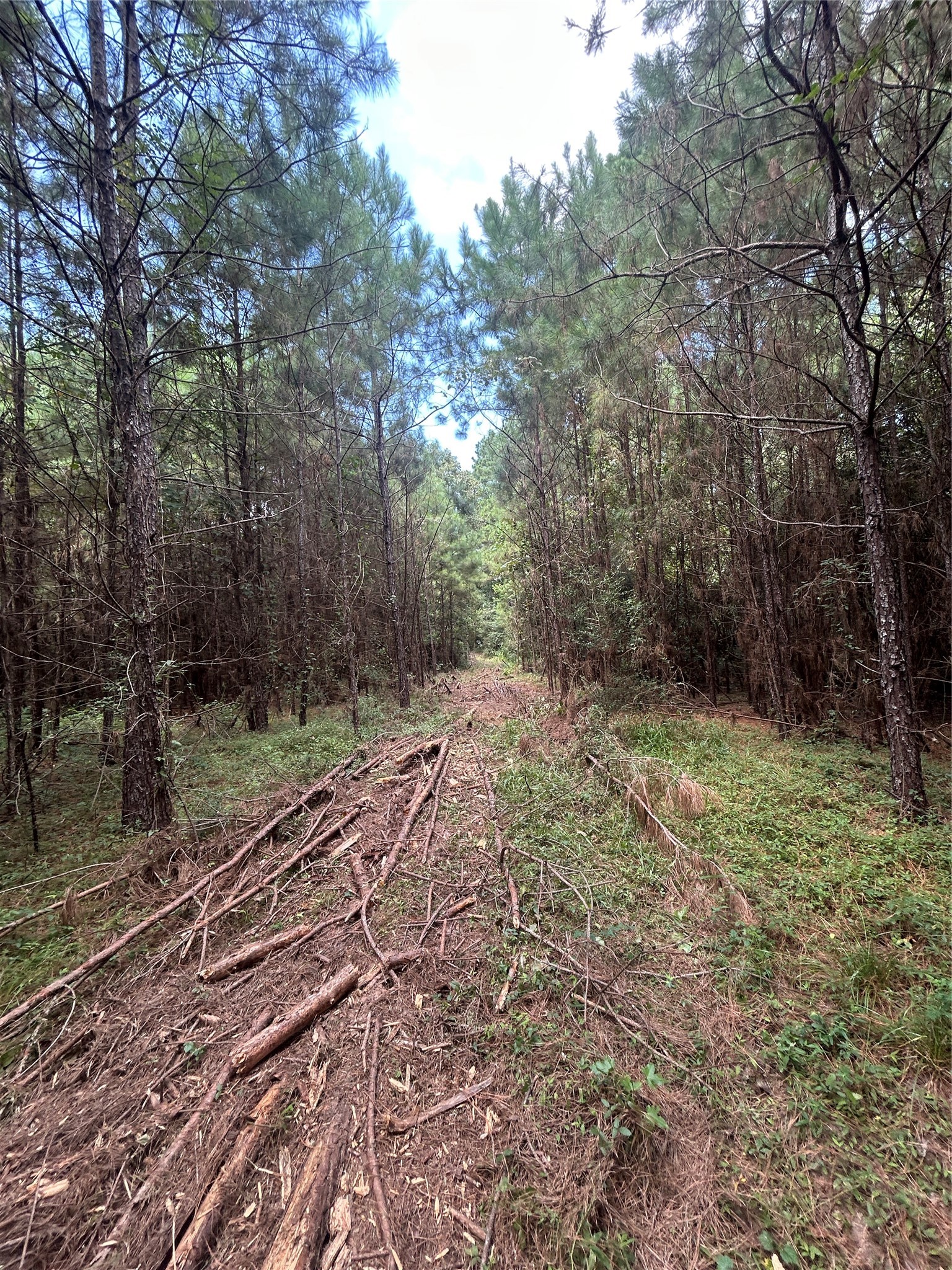 11919 Hickory Wood Property Photo 4