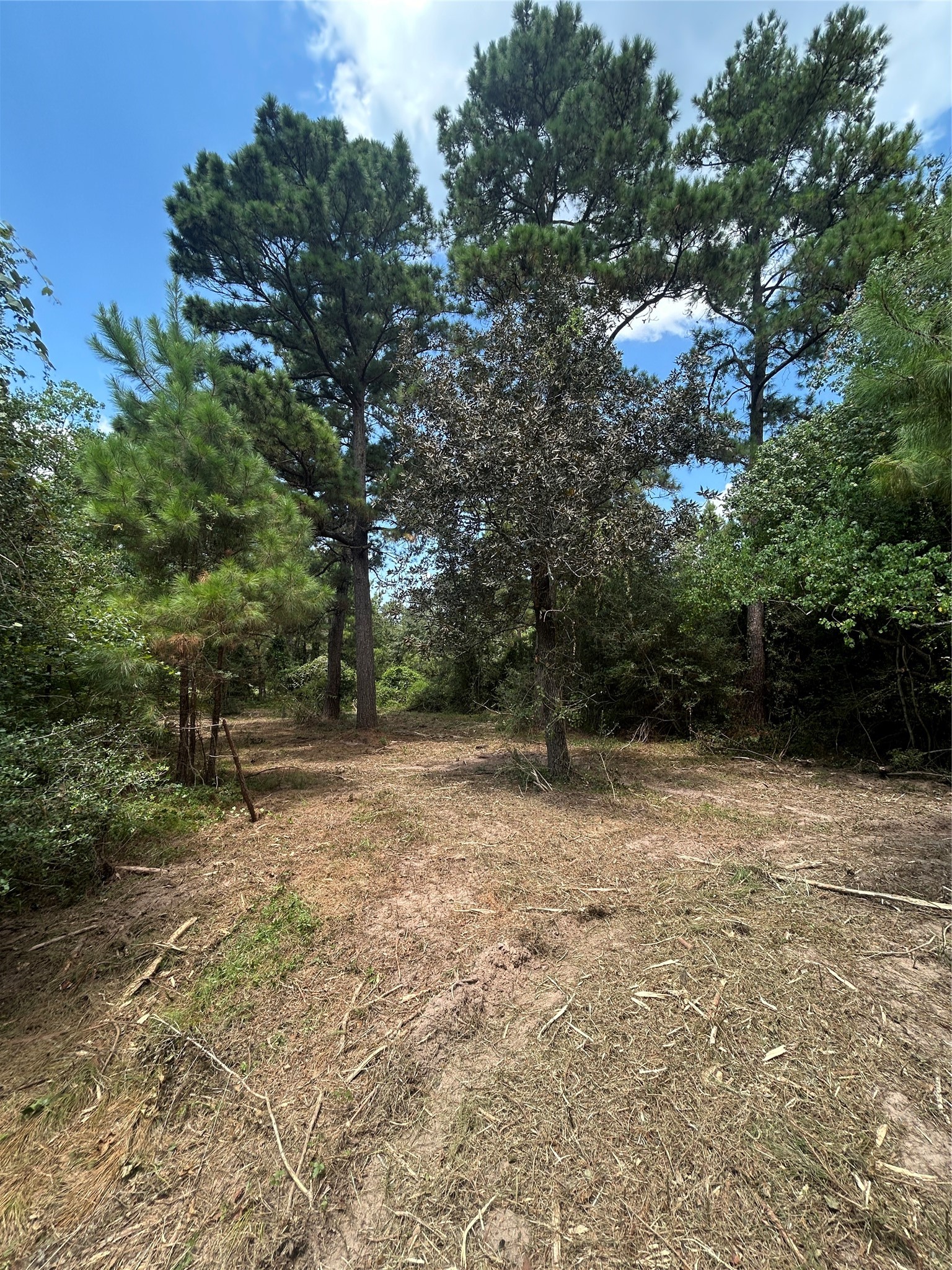11919 Hickory Wood Property Photo 6