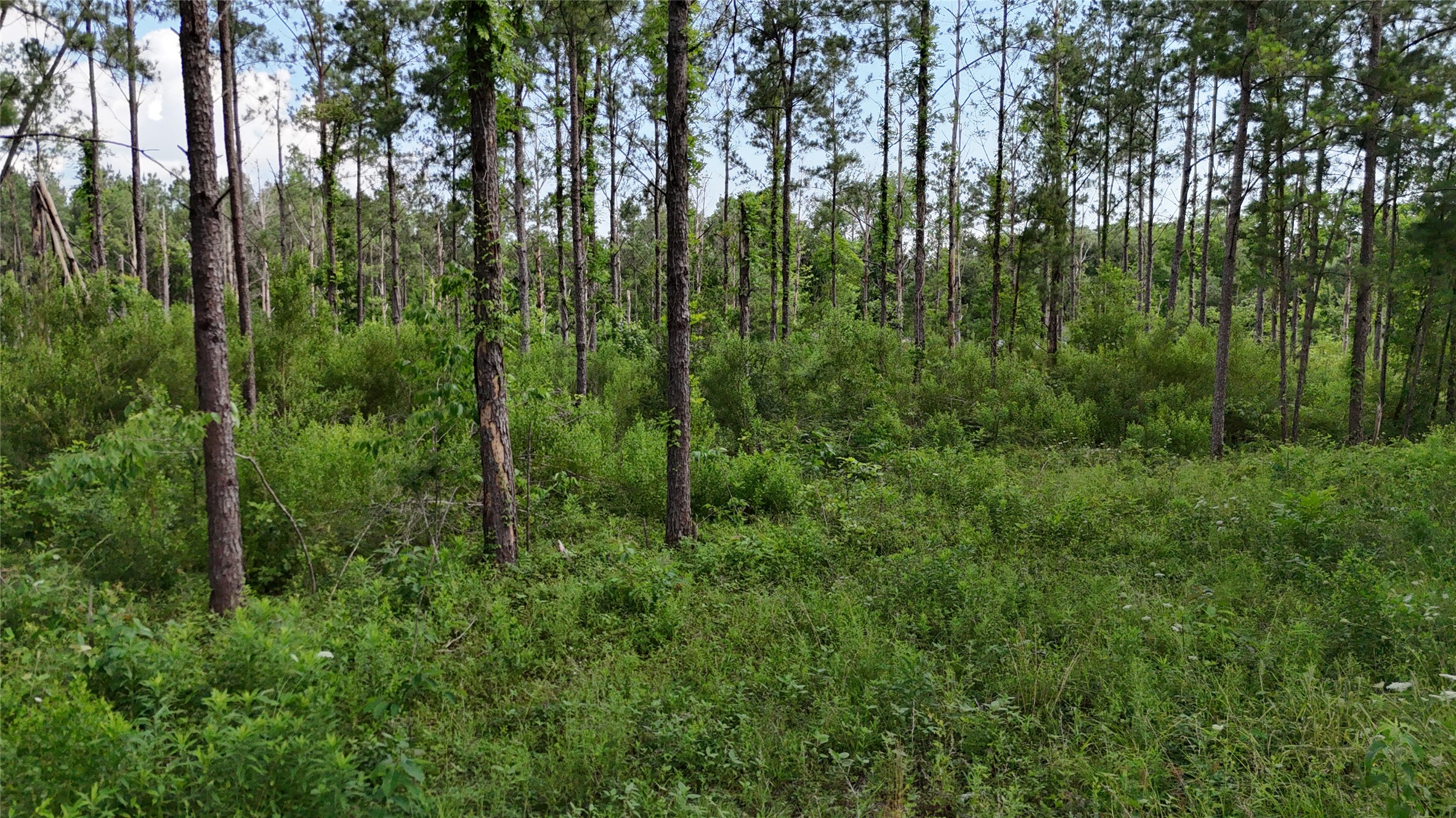 Tbd Fm 350 South Tract 8 Property Photo 9