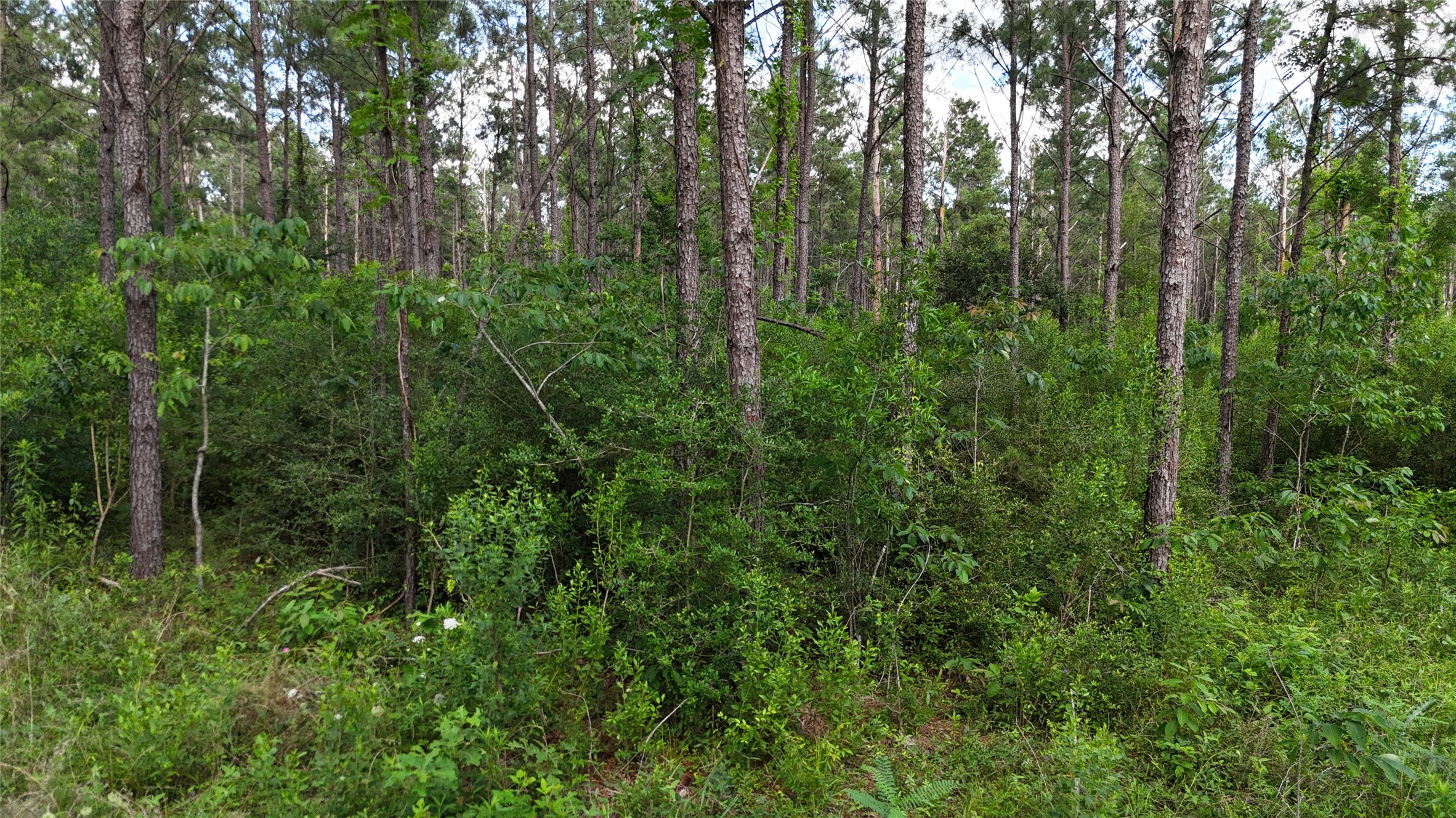 Tbd Fm 350 South Tract 8 Property Photo 10