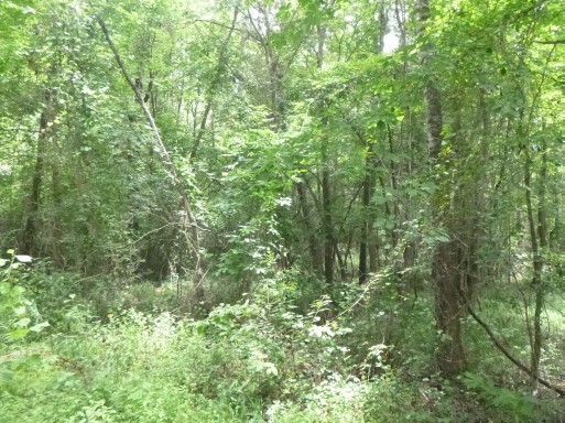 Abst 214 County Road 3222 Property Photo 5