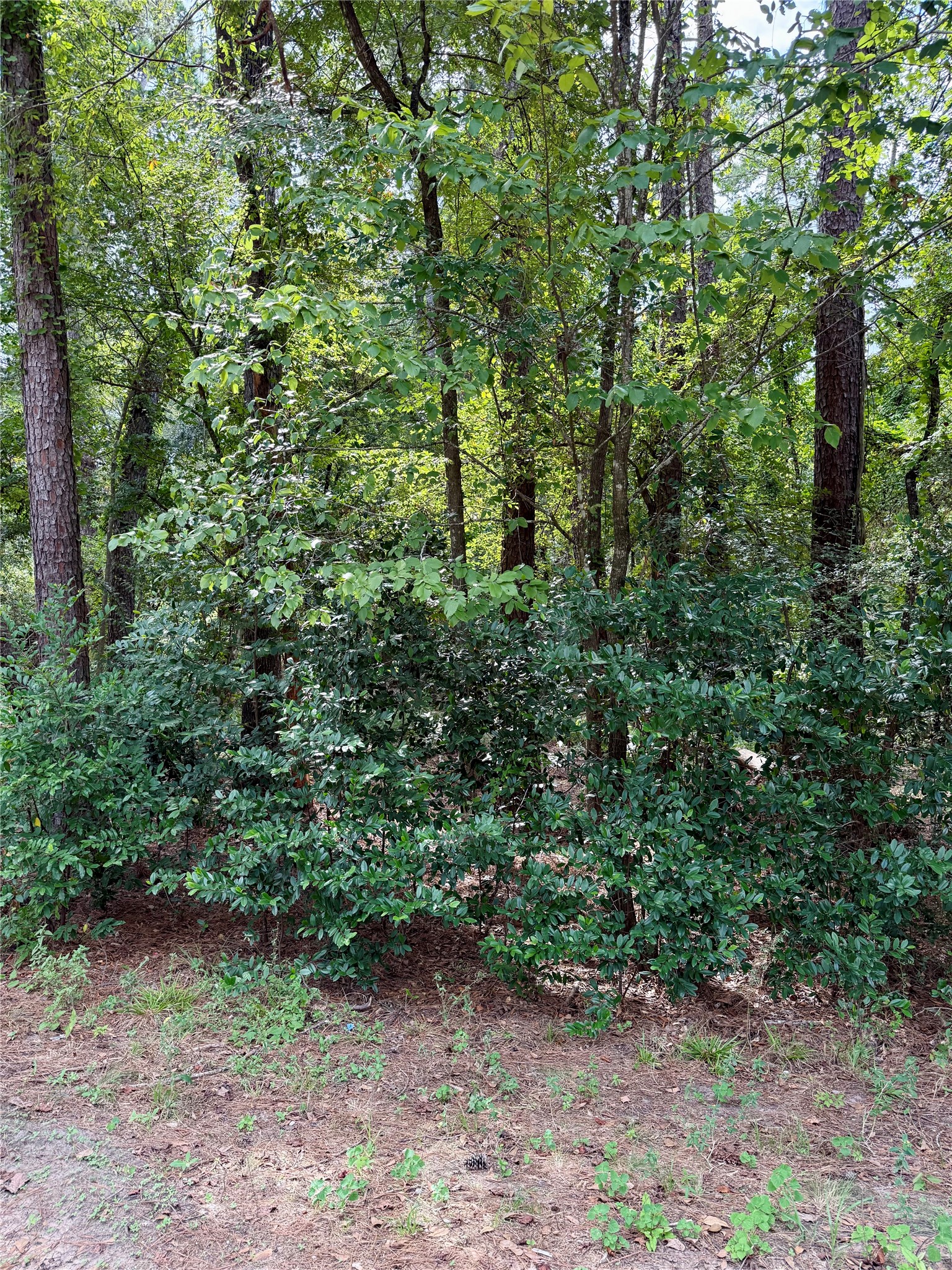 0 Cottonwood Cove Lane Property Photo 2