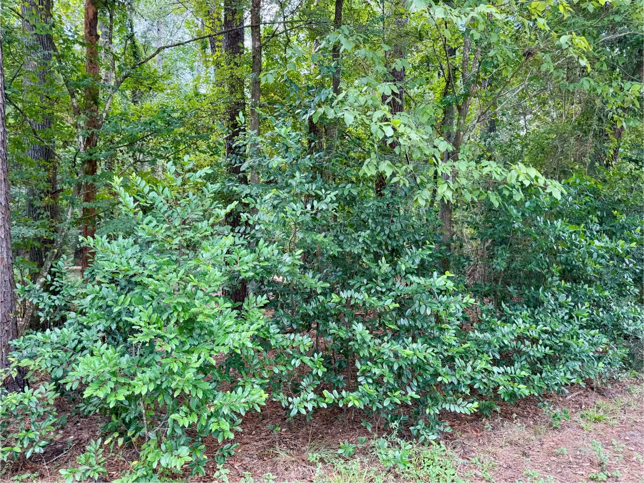 0 Cottonwood Cove Lane Property Photo 4