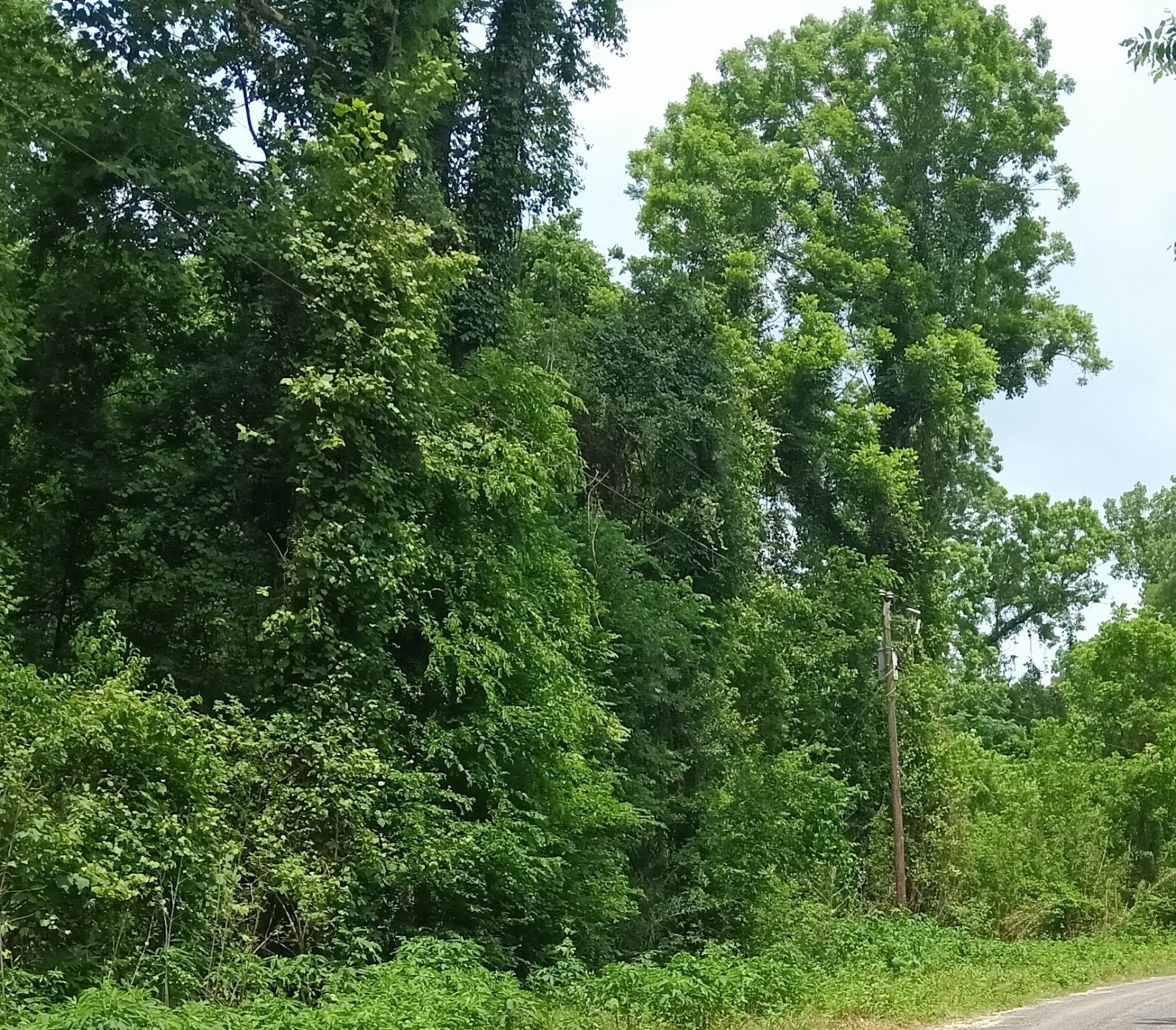00 Tba County Road 2859 Property Photo 8