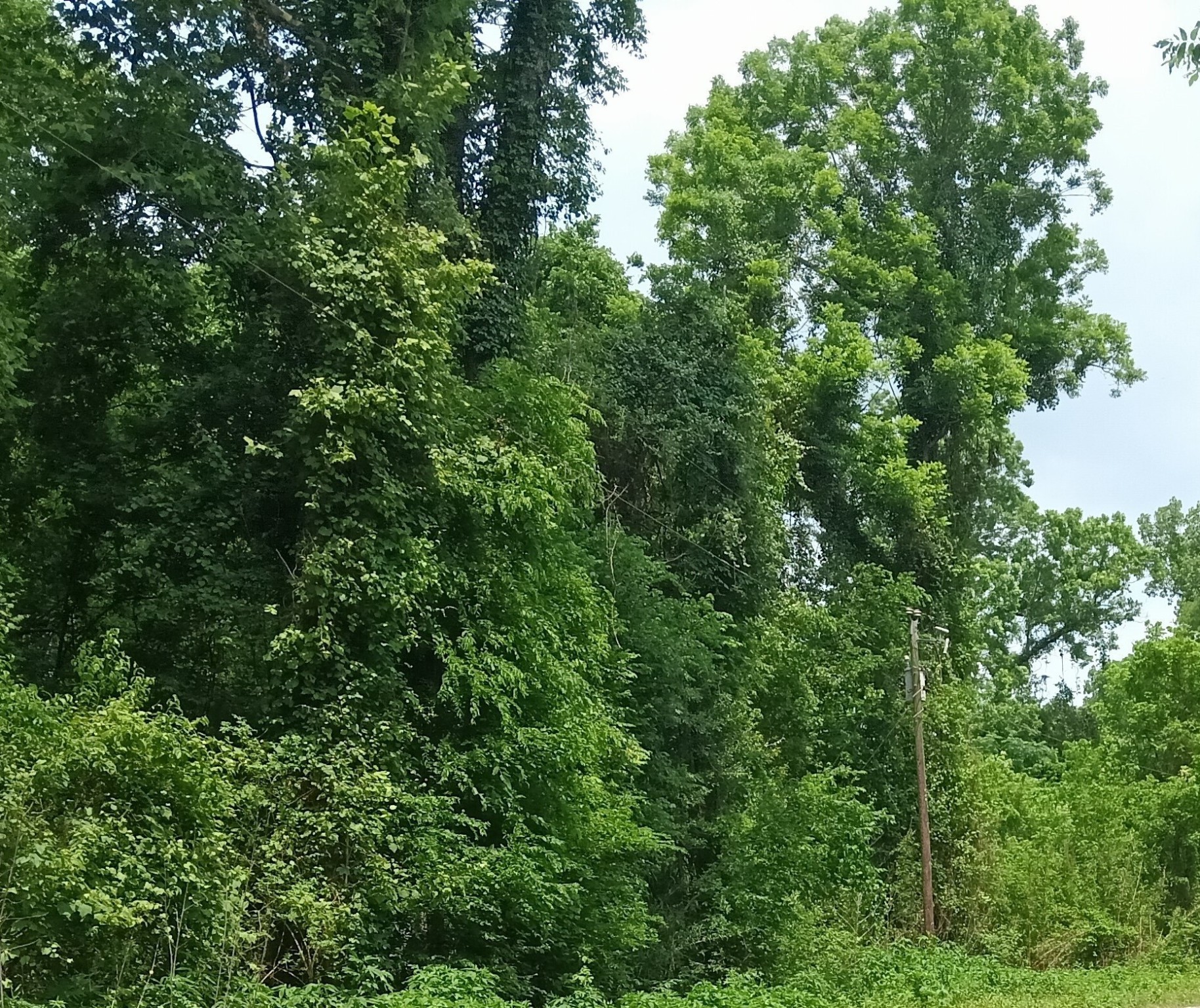 00 Tba County Road 2859 Property Photo 9