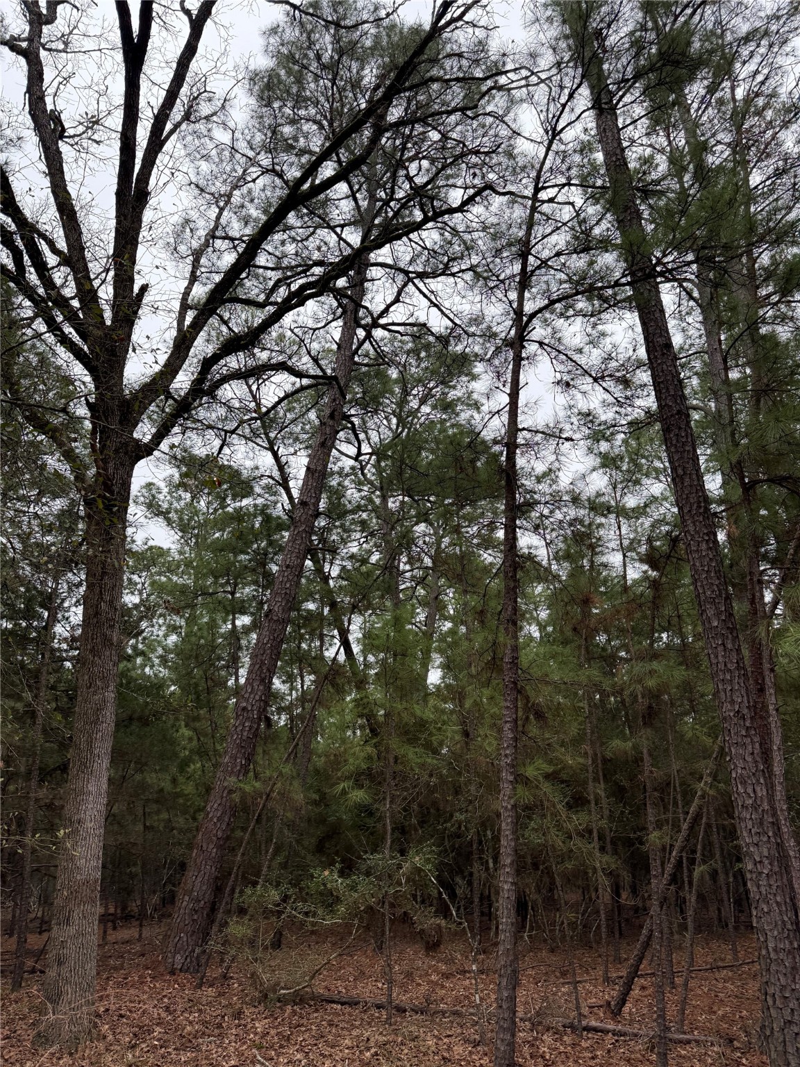 000 Red Fox Road Property Photo 3