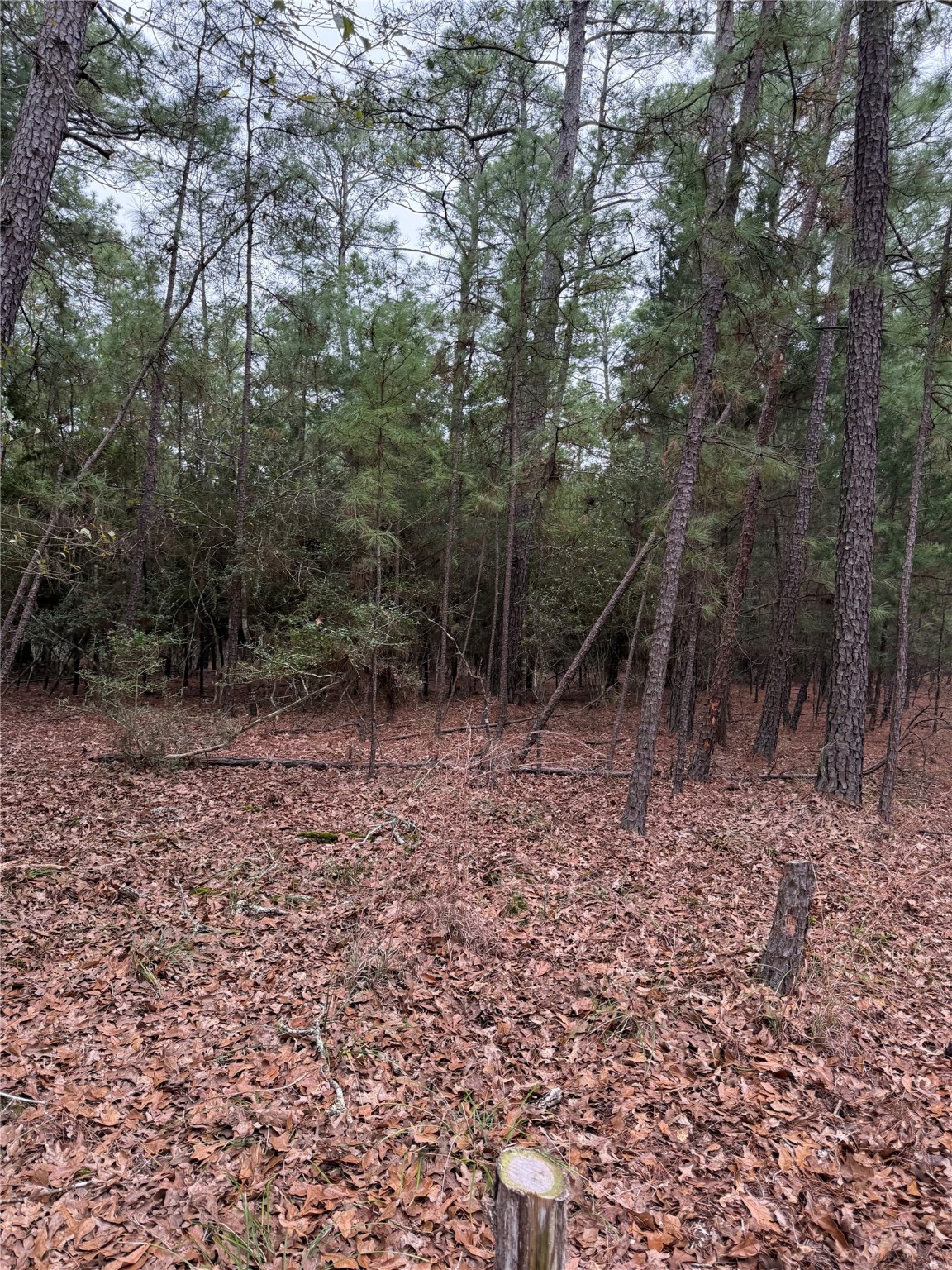 000 Red Fox Road Property Photo 5