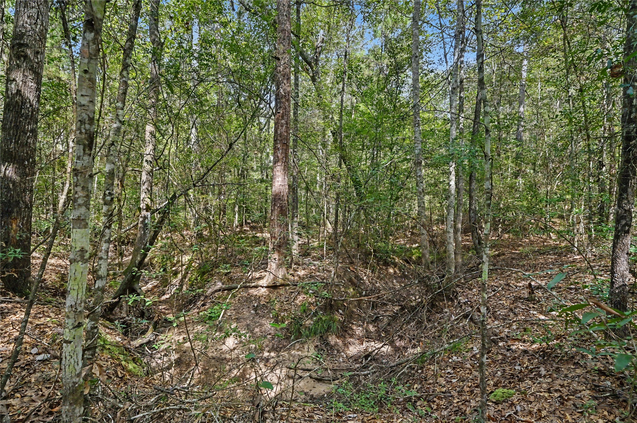 1153 Smith Lane Property Photo 5