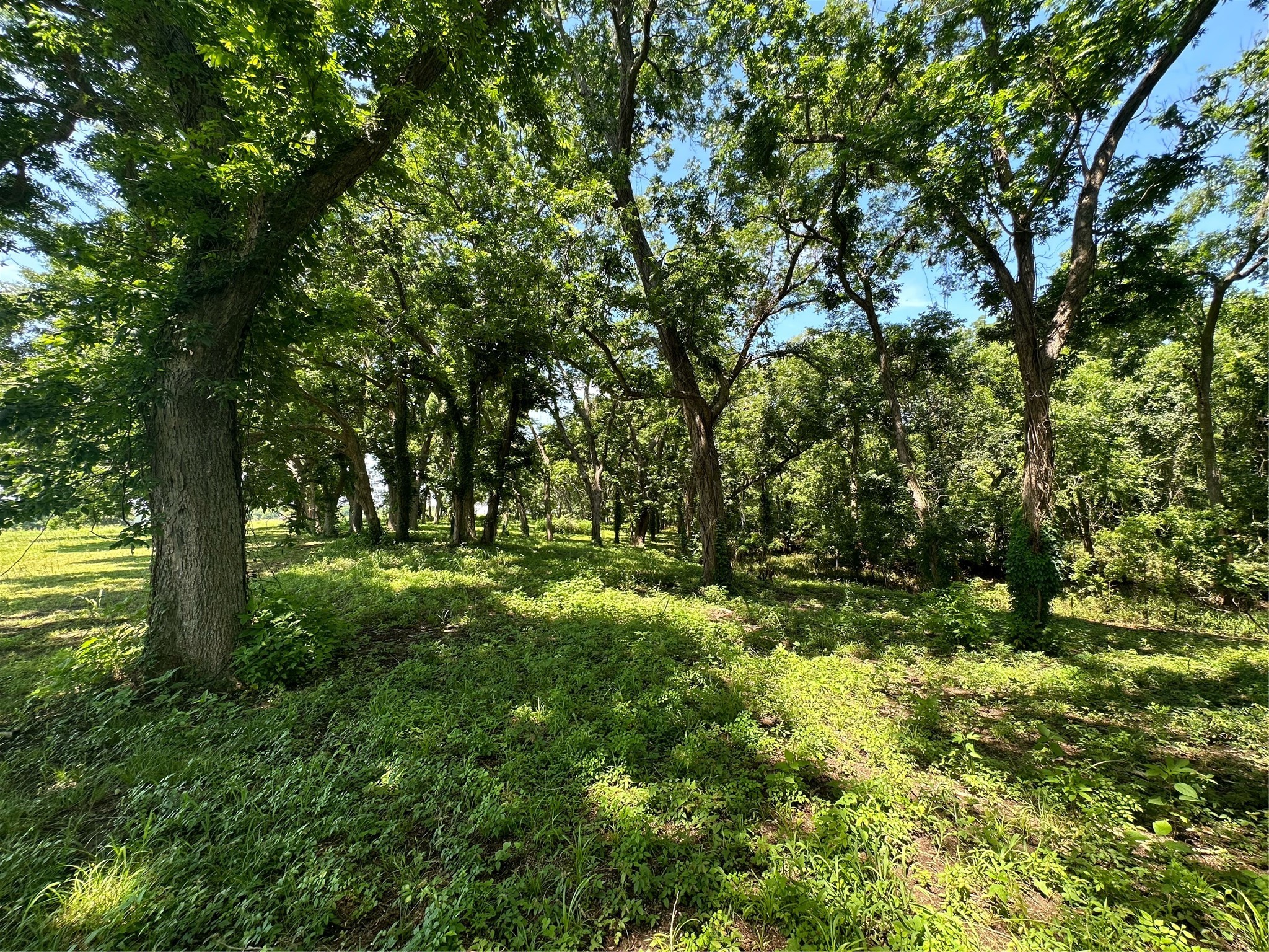 16410 Deerhaven Run Property Photo 11