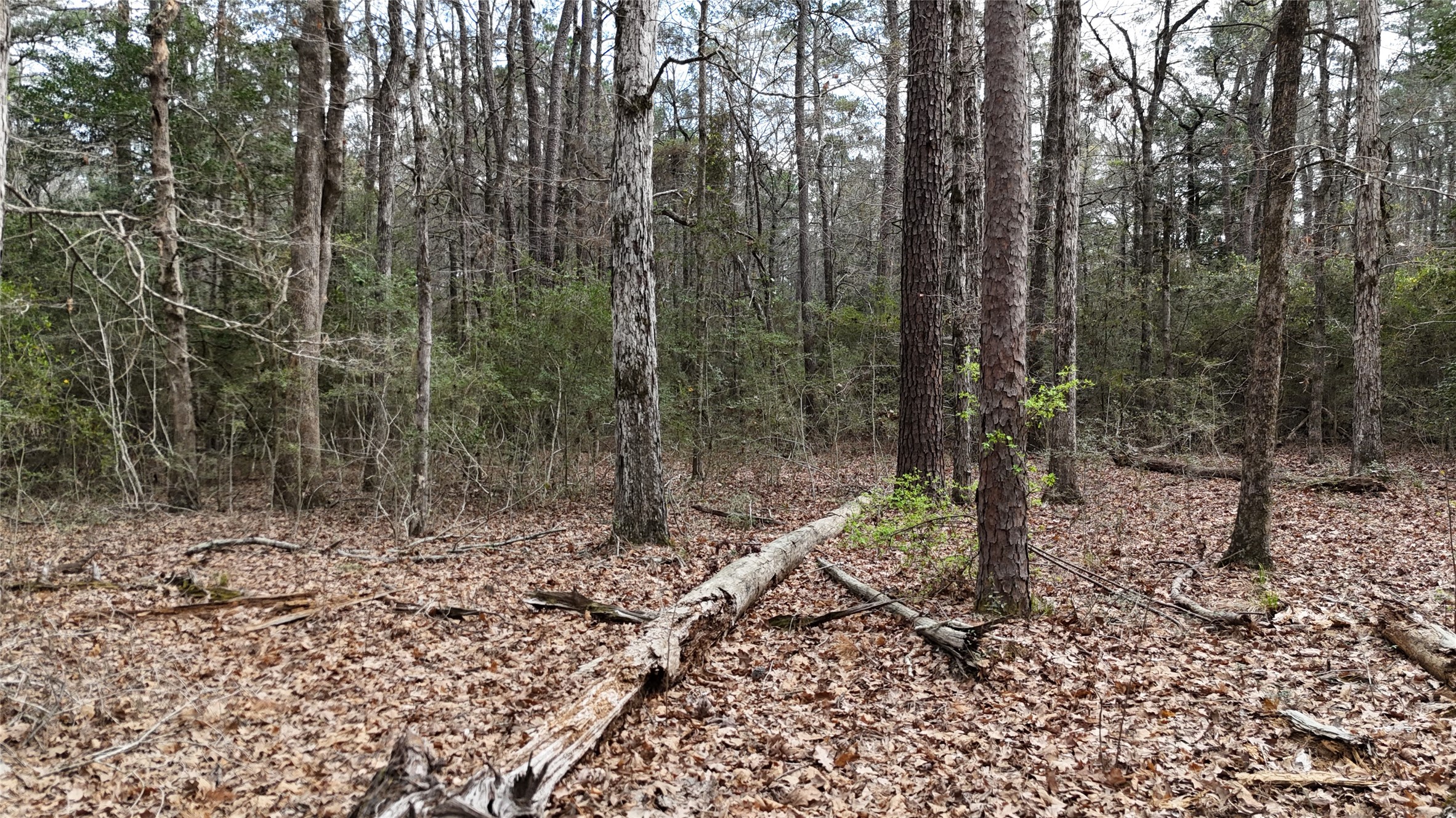 Tbd Eureka Property Photo 9