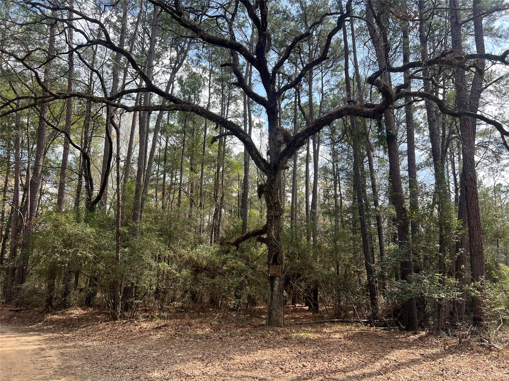Tbd Eureka Property Photo 17