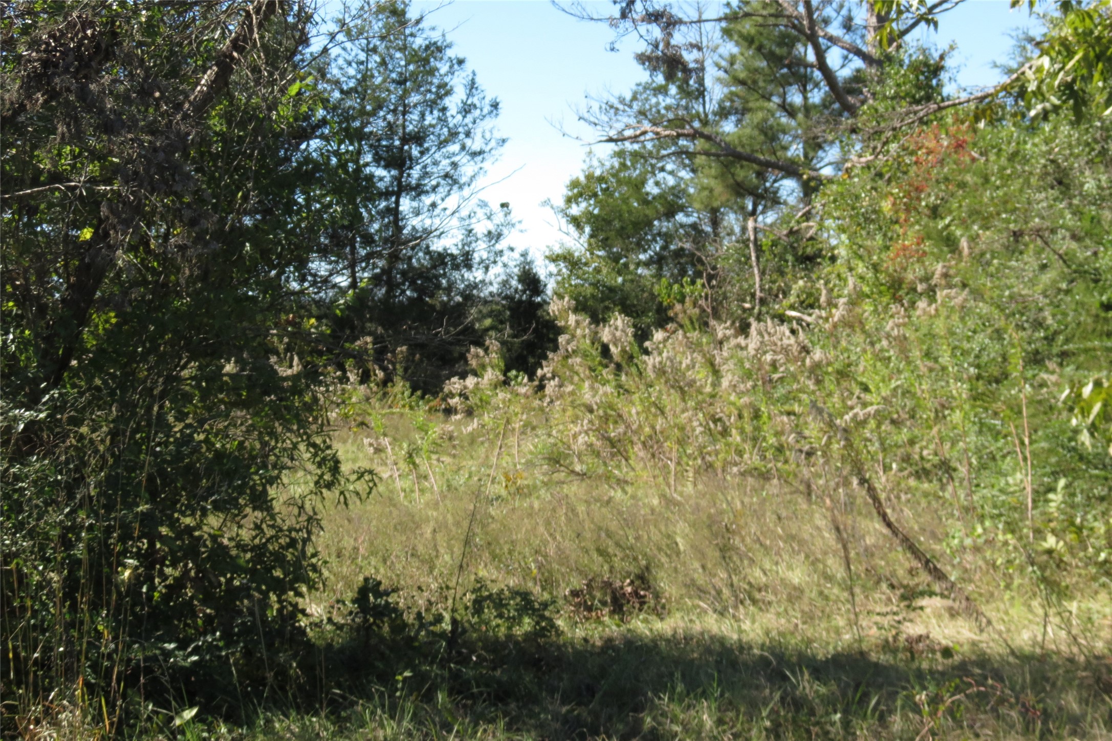 343 Evie Davidson Road Property Photo 4