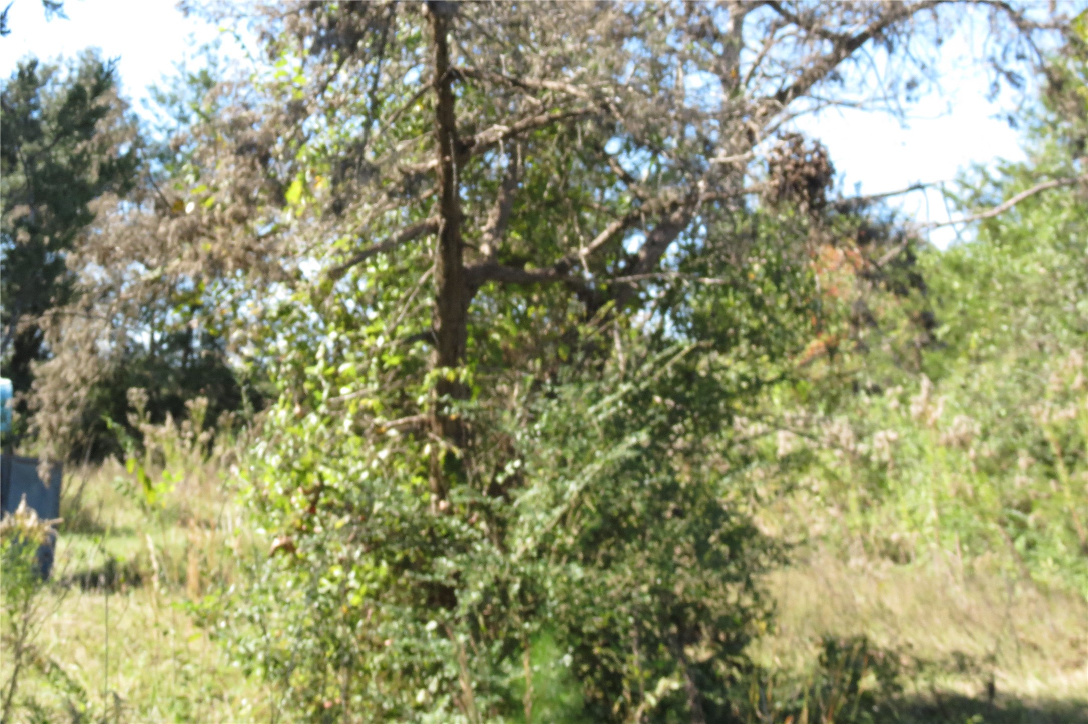 343 Evie Davidson Road Property Photo 9