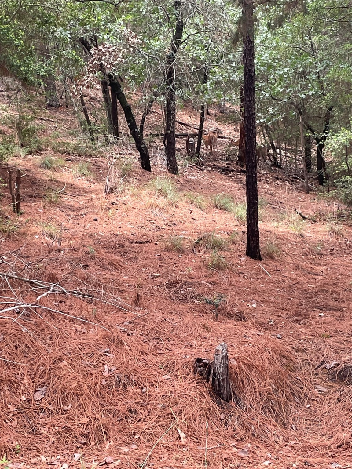 000 Wahane Or Koko Property Photo 10