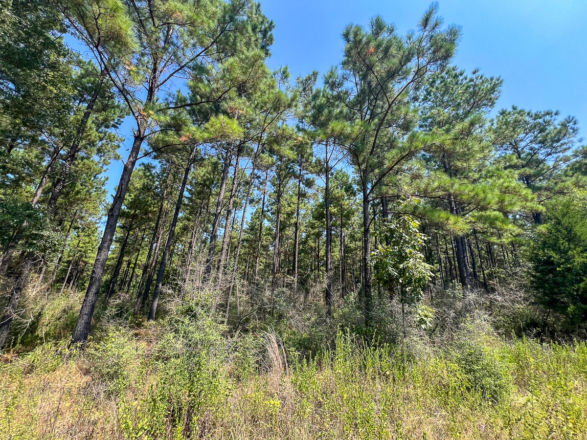 T-7 Fm 256 Property Photo 19