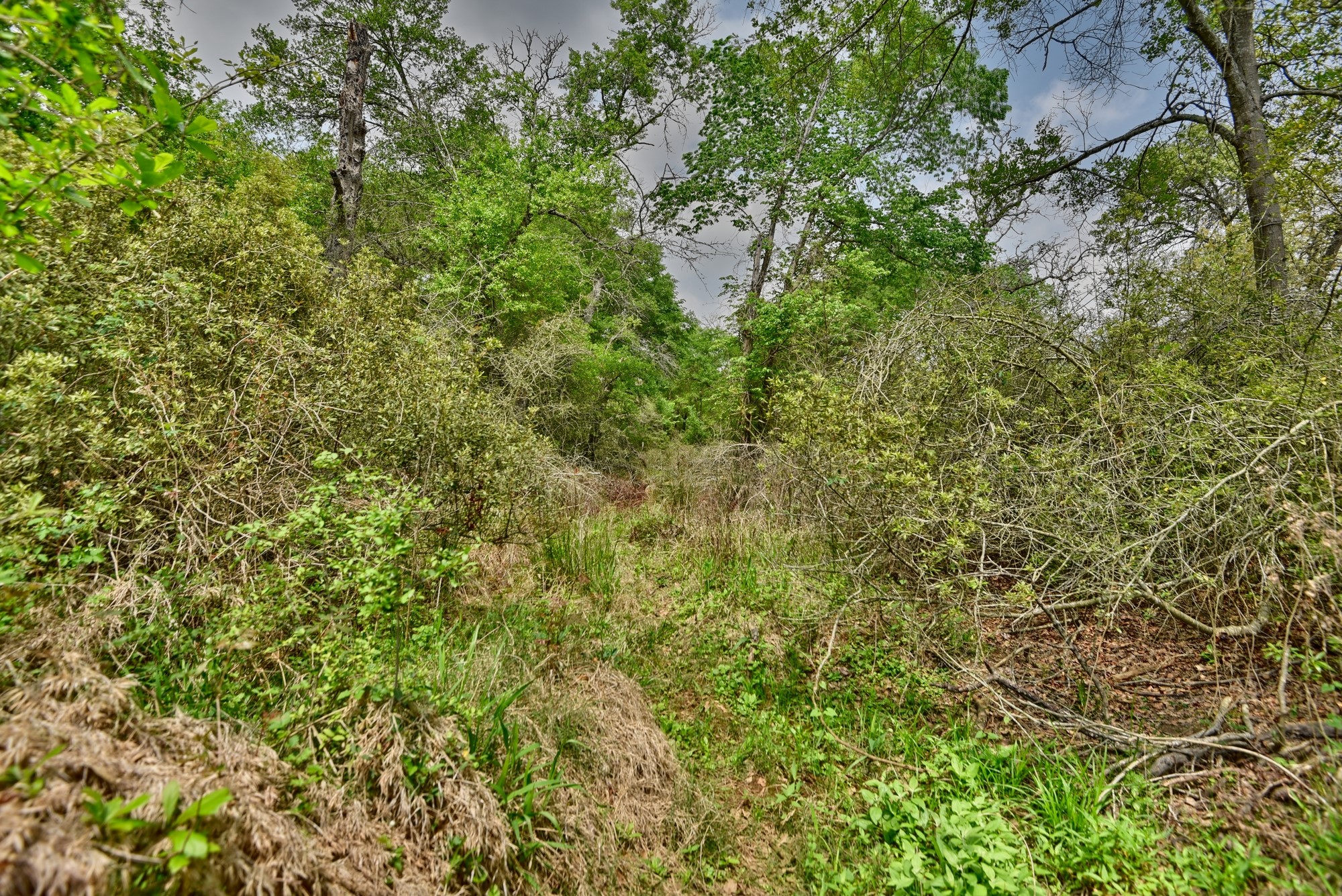 Tbd (26 Acres) County Road 445 Property Photo 26