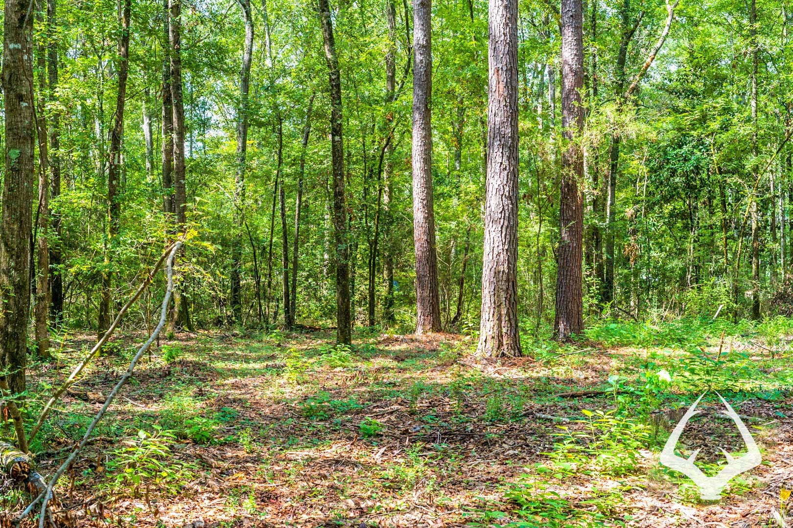 00 Dorsey Road Property Photo 17