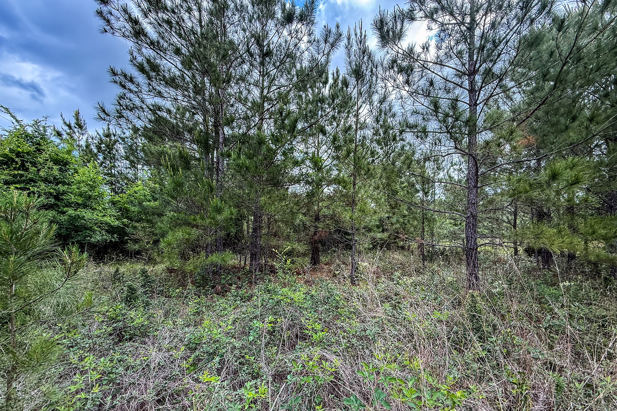 20.49 Acres State Highway 19 Property Photo 14