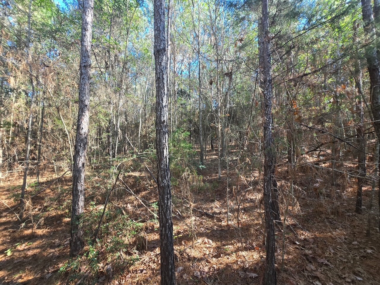Tbd Private Road 5020 Property Photo 5